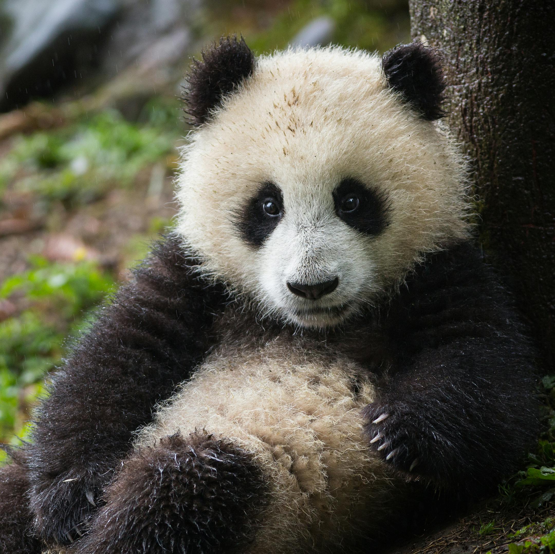 Giant Panda cub resting between two trees. Pandas were once on the brink of extinction but thanks conservation efforts over the last six decades, the wild population has nearly doubled to just over 1800 bears.