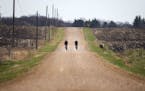 Sean Mailen and Ben Witt of Salsa Cycles ride gravel roads in a rural area in Colgate, Minn. on Friday, April 17, 2015.
