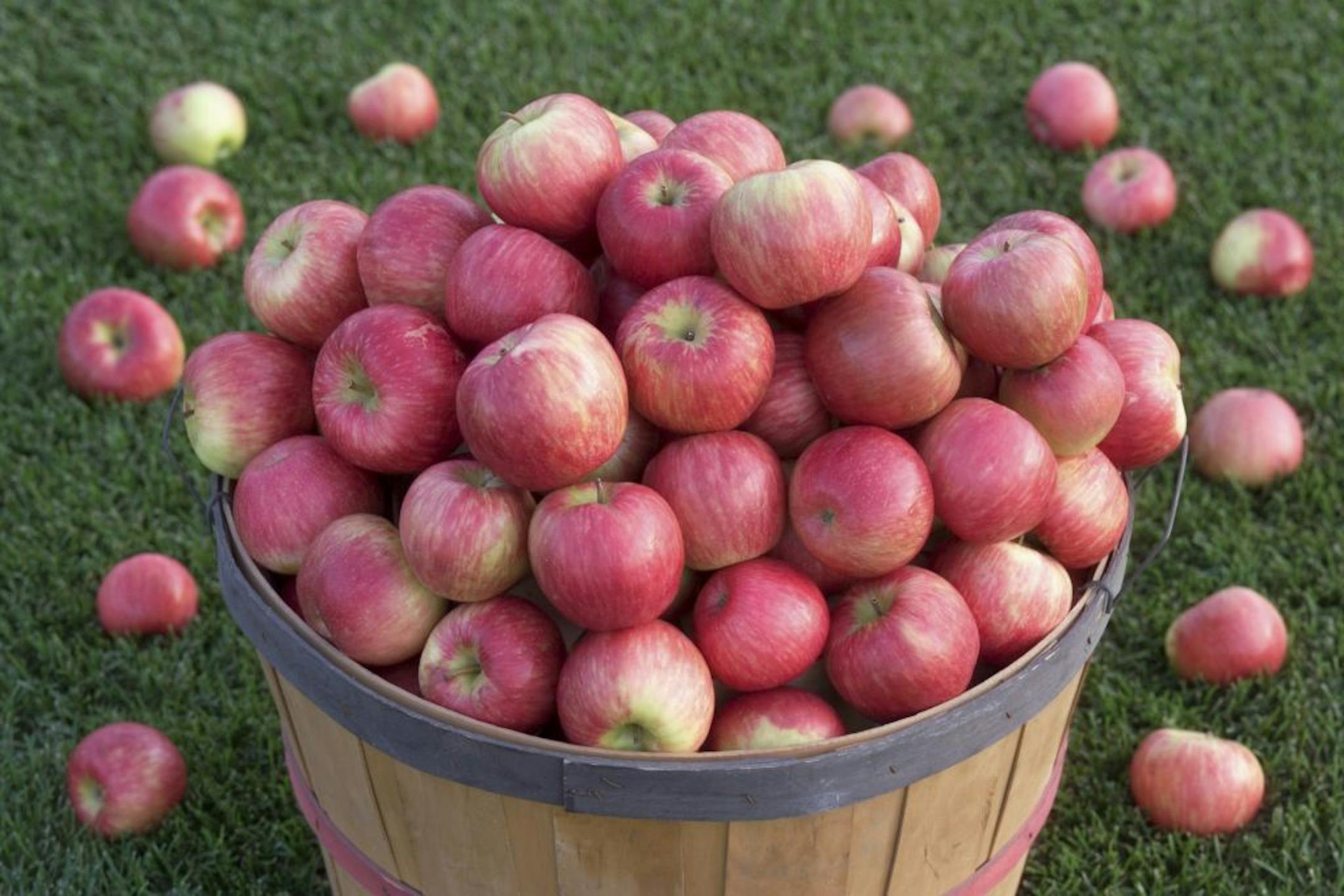 Apples at the Arboretum