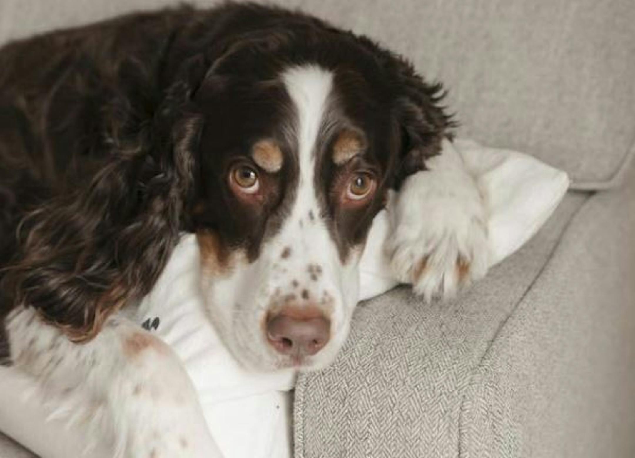 Friends of the family have started a reward fund called Peace for Porter.