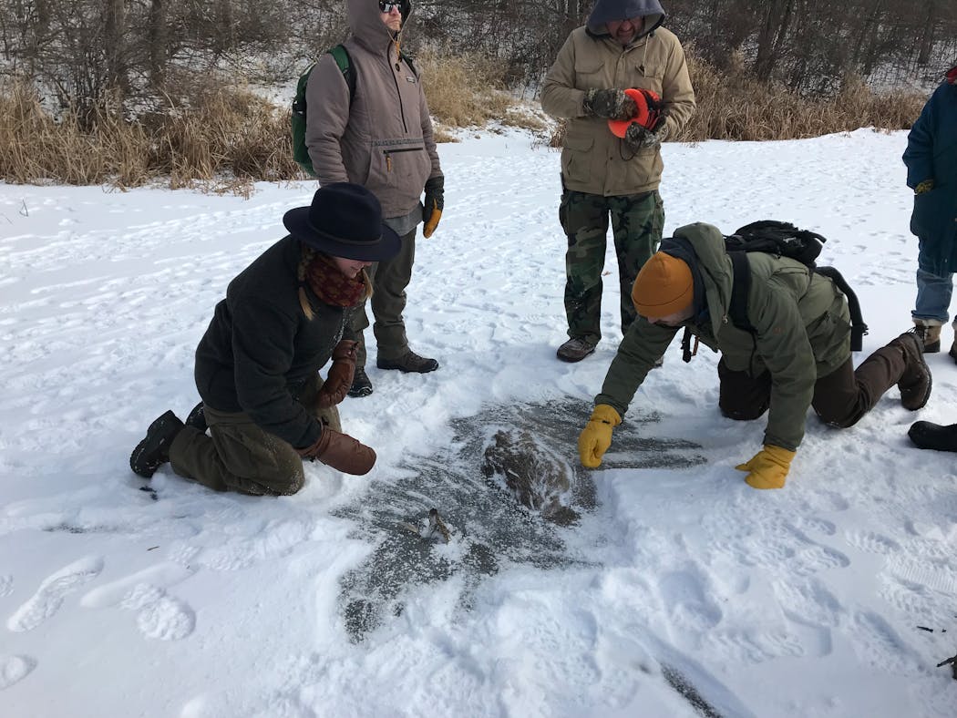 Participants in the Minnesota Wildlife Tracking project examine a dead deer frozen in the ice.