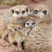 Three meerkat cubs cuddle to adult animals in their outdoor enclosure at the zoo in Erfurt, Germany, Wednesday, March 19, 2014. The meerkat babies wer