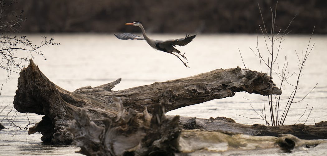 The great blue heron rookery along the Mississippi River in Minneapolis was a favorite spot for a budding birder.