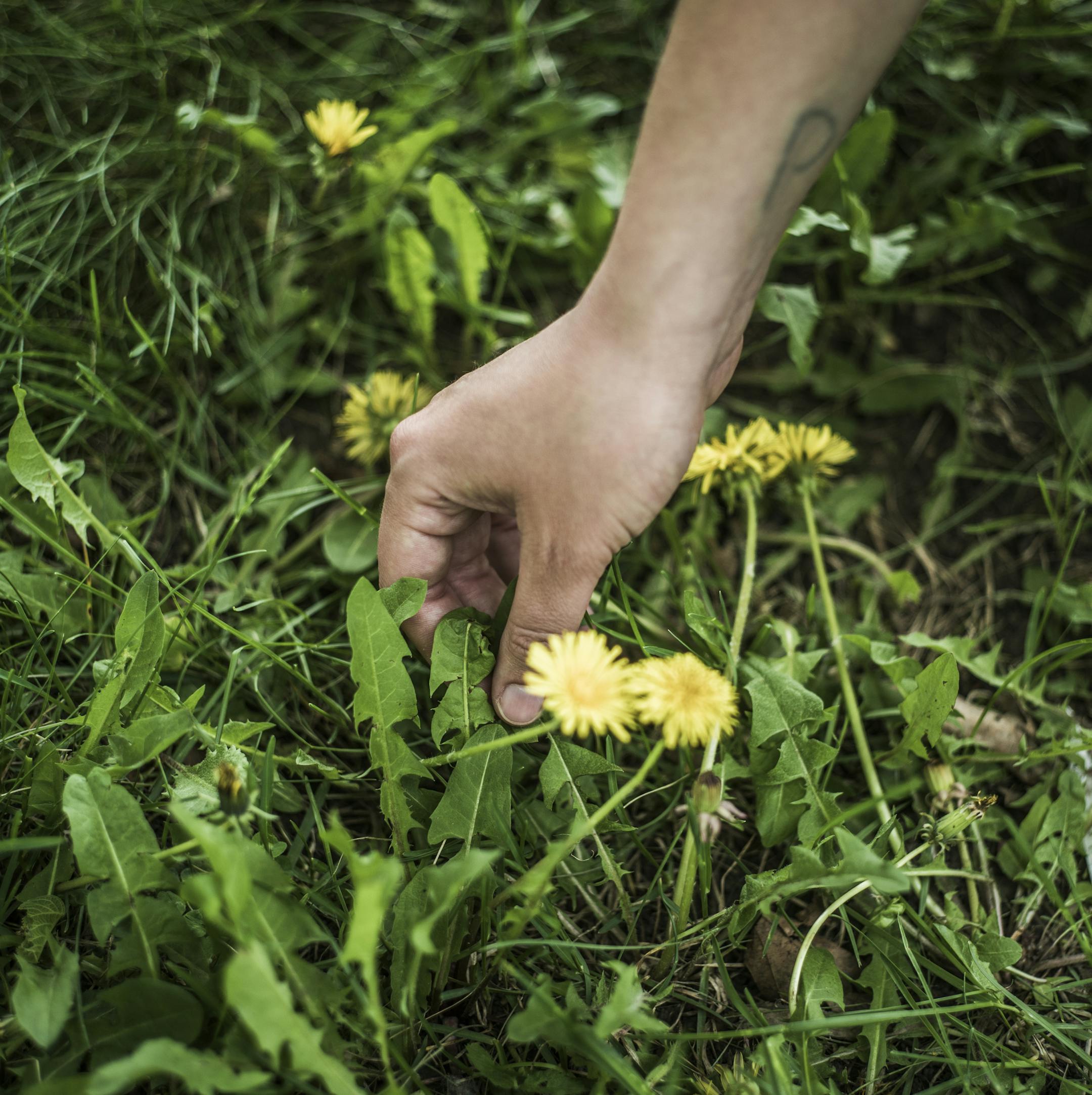 Yes dandelions make for great salads and tea. ]Maria Wasserle likes to teach common edibles that are around us even in our urban environment.Richard Tsong-Taatariiïrtsong-taatarii@startribune.com