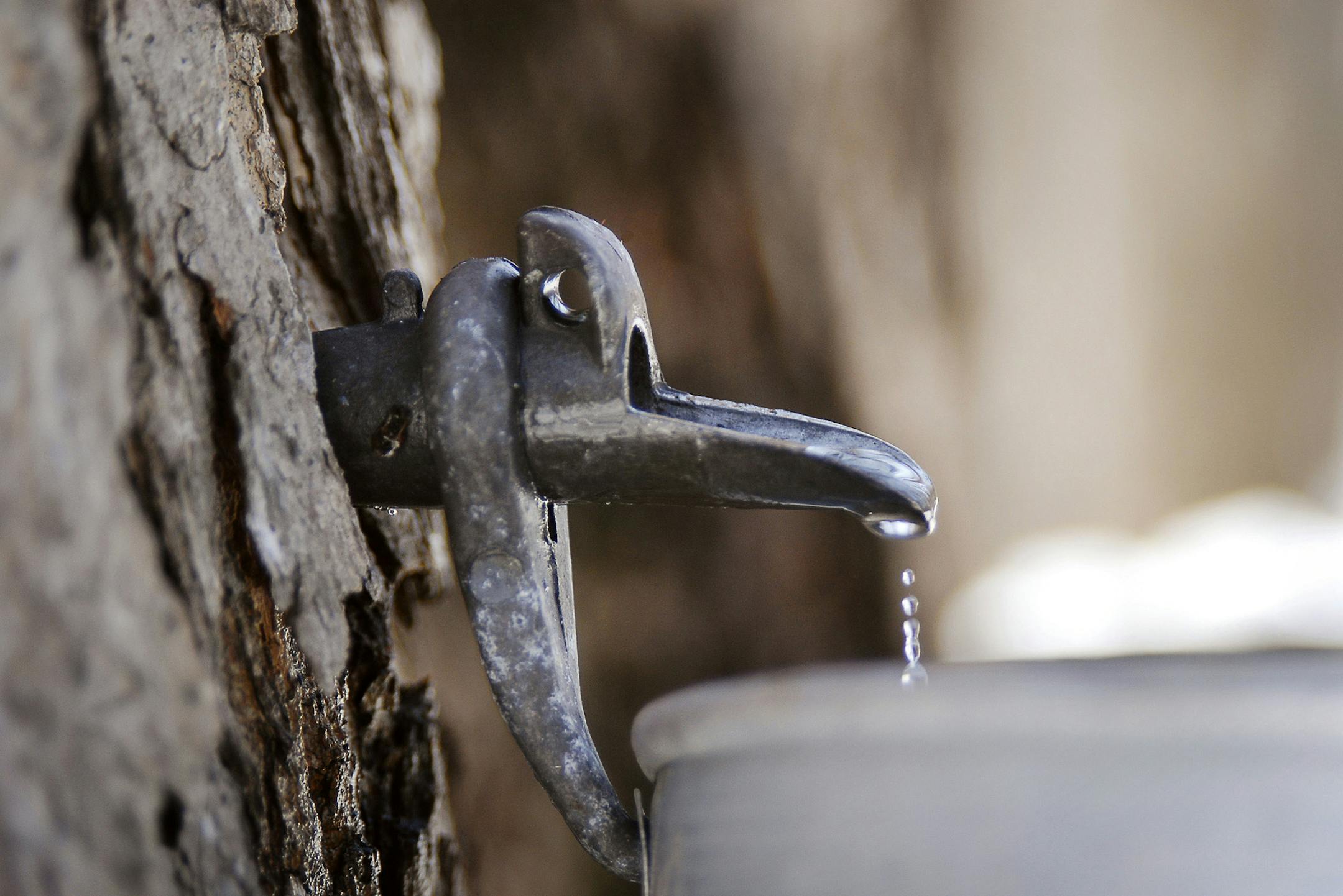 *FILE PHOTO*(NYT41) QUEBEC, Canada -- Feb. 3, 2009 -- QUEBEC-SUGAR-SHACK-ADV08-6 -- Sap being collected in buckets in Quebec in March 2008. Tapping sugar maples and boiling the sap might be one of winter's most enduring images. But it's one thing to glance at the tiny illustration that decorates almost every bottle of maple syrup (trees and snow, buckets and a cabin), and quite another to spend a frigid day visiting a Quebecois cabane a sucre, or sugar shack, and discover that it's all true: the