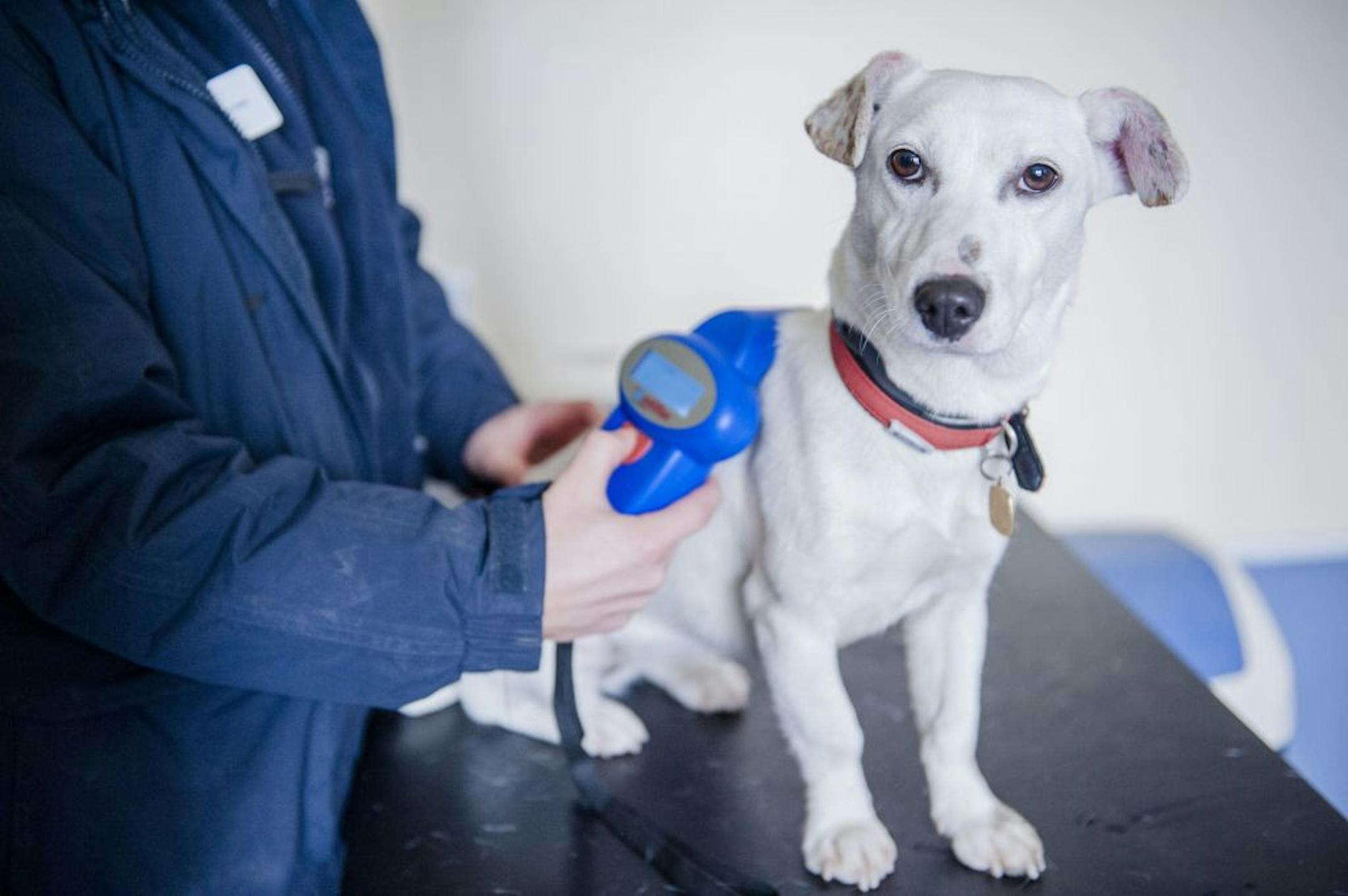A Jack Russell terrier was scanned for a microchip at a rehoming center in London.