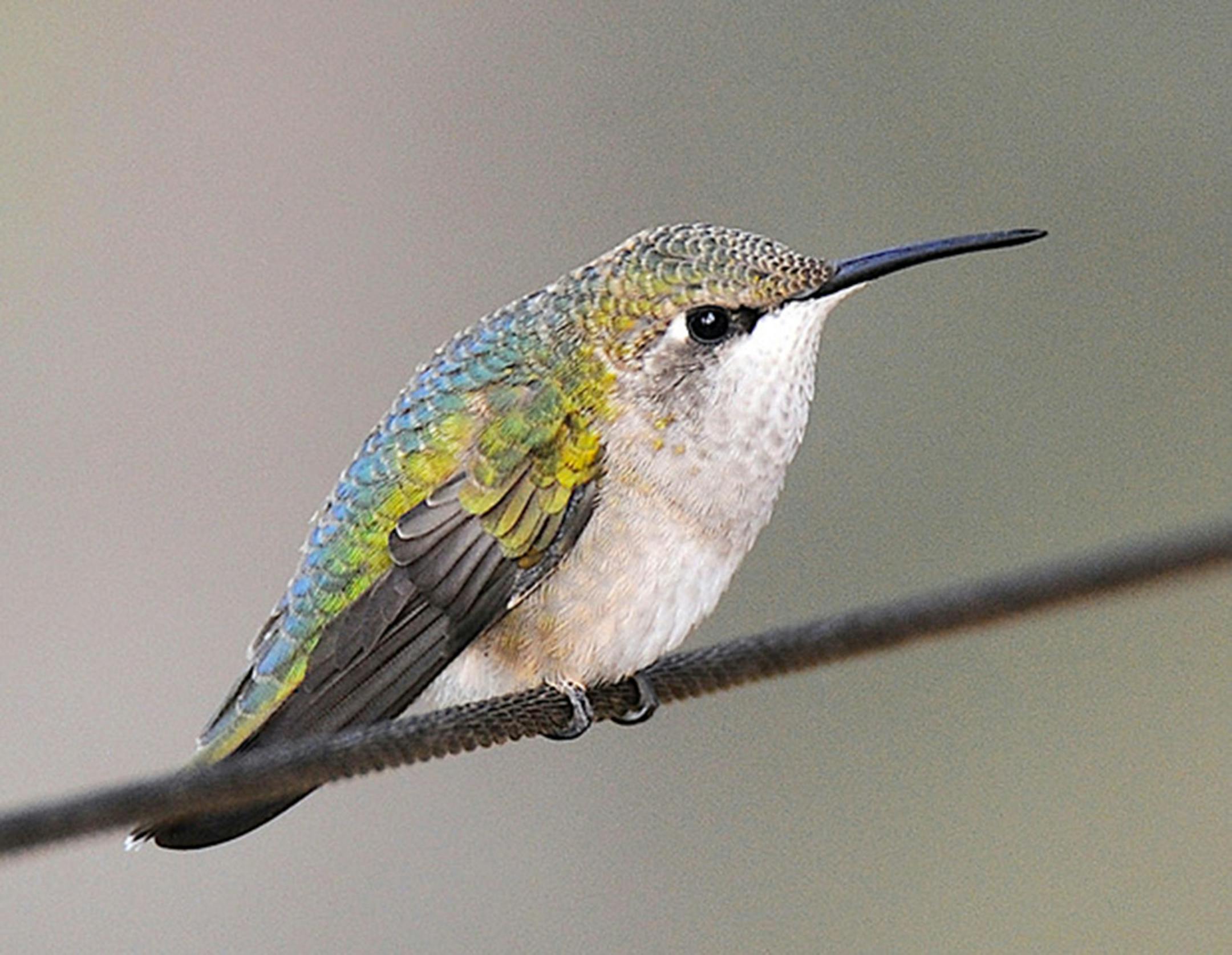 Ruby-throated hummingbird, female. Jim Williams photo