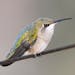 Ruby-throated hummingbird, female. Jim Williams photo