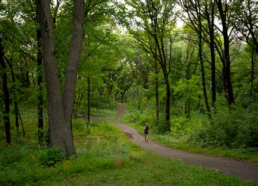 A runner on a trail in Theodore Wirth Park in Minneapolis Monday, September 8, 2025. Trails in Theodore Wirth Park are ideally suited for runners who want to be surrounded by nature on their run.