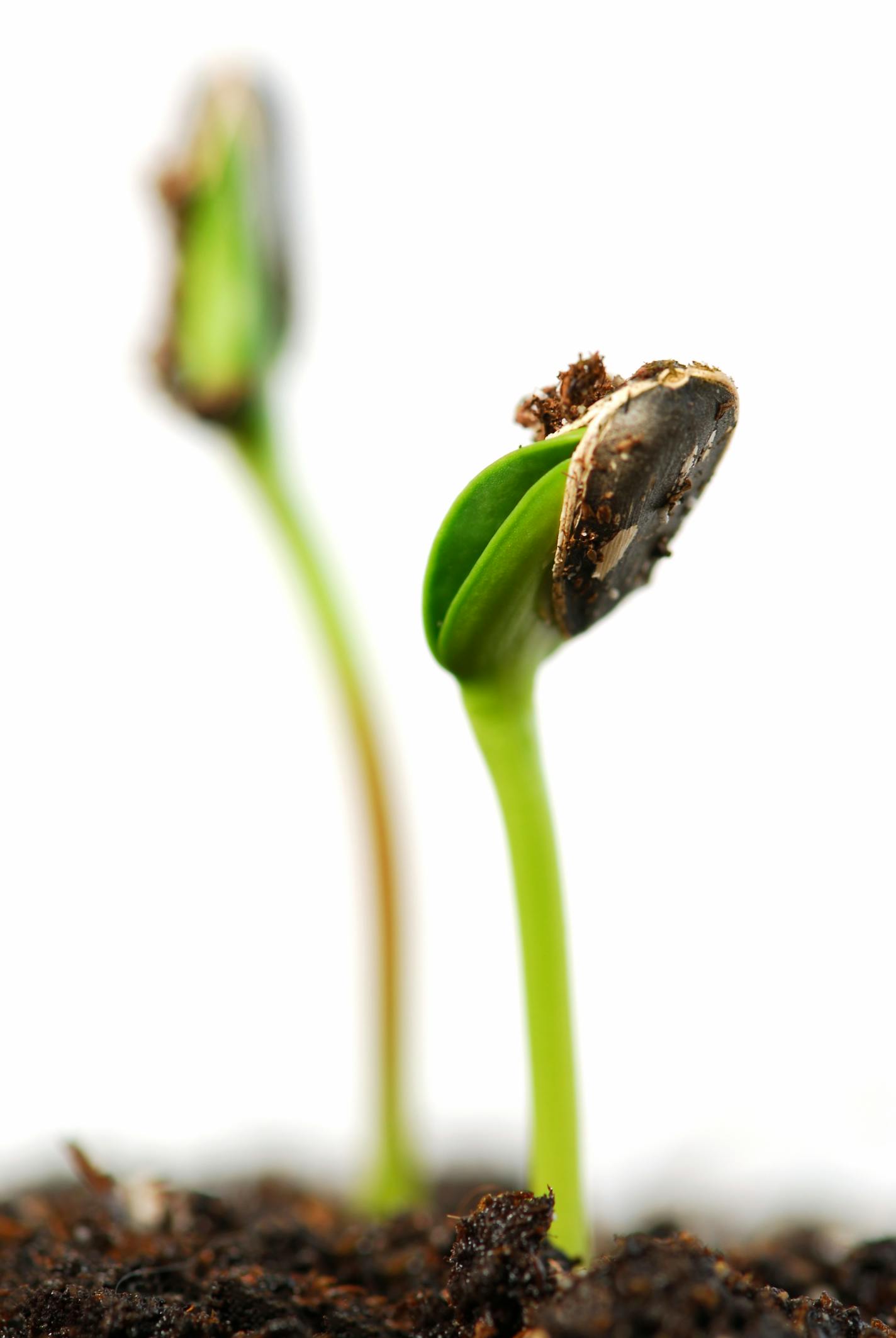 Growing plants from seed yields cheaper produce, and a sense of satisfaction.