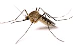 Stock image of a mosquito ORG XMIT: MIN1307191508540192