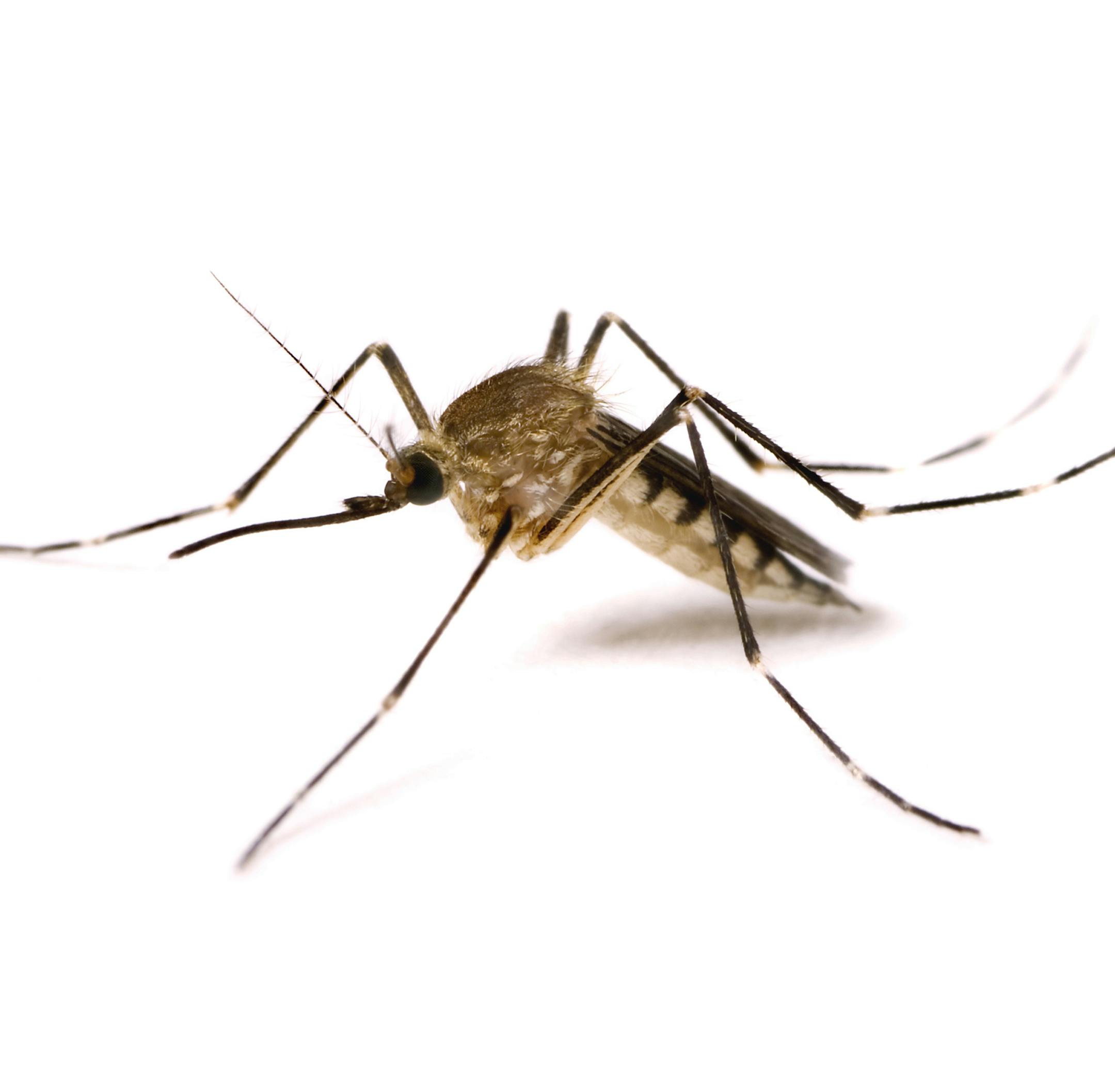 Stock image of a mosquito ORG XMIT: MIN1307191508540192