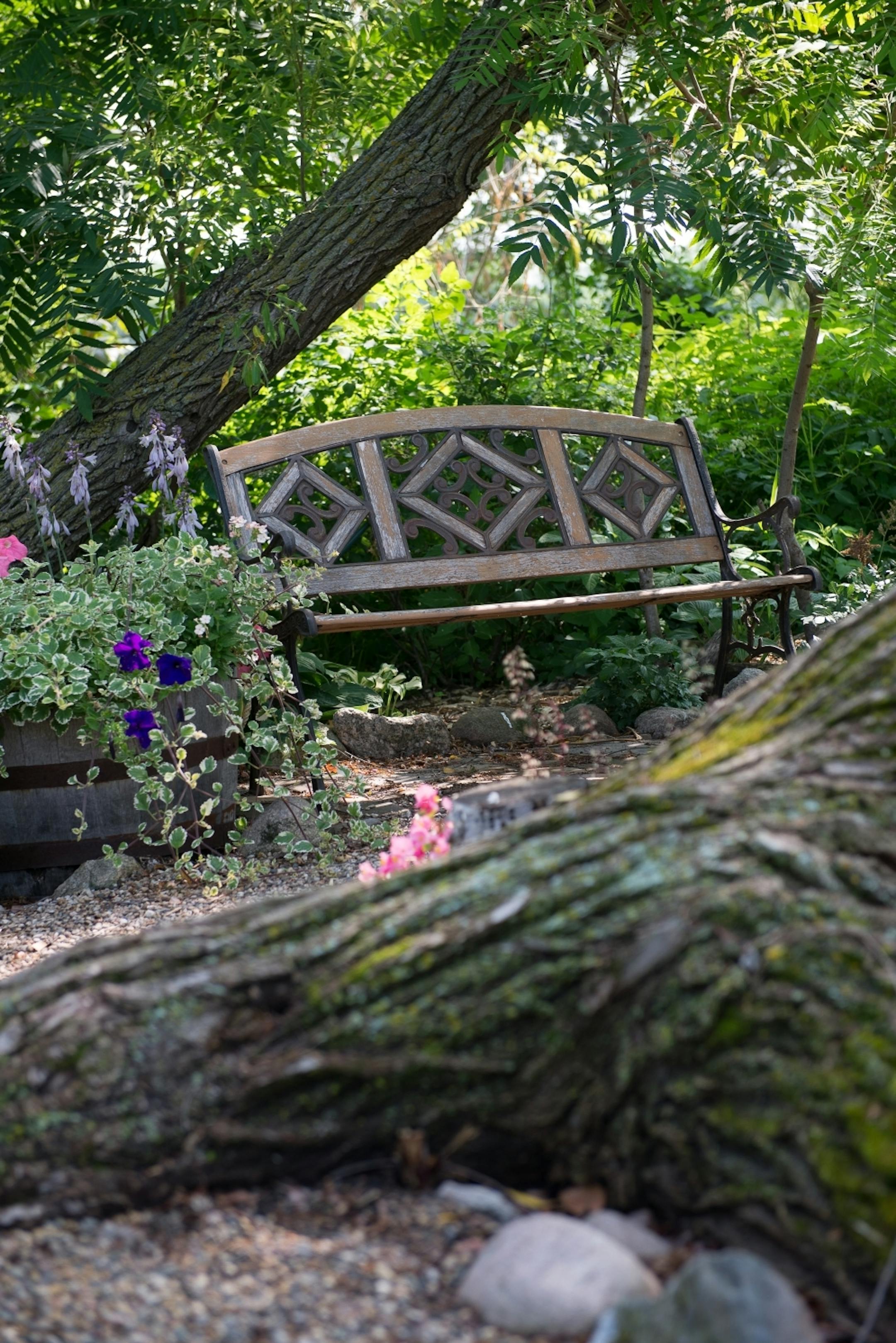A bench sits among a Willow tree and other plantings in Dan and Nancy Engebretson's garden in Elysian, Minnesota on July 31, 2014. [ Angela Jimenez/Special to the Star-Tribune angelajime@gmail.com Assignment #20035606A_ SLUG: ENGEBRETSON100114_ EXTRA INFORMATION: Since 2006, the Engebretsons have designed and tended to their own garden, and have transformed the common space near their home into a landscaped, shared garden space in the Lakeview Manor Townhome Association.