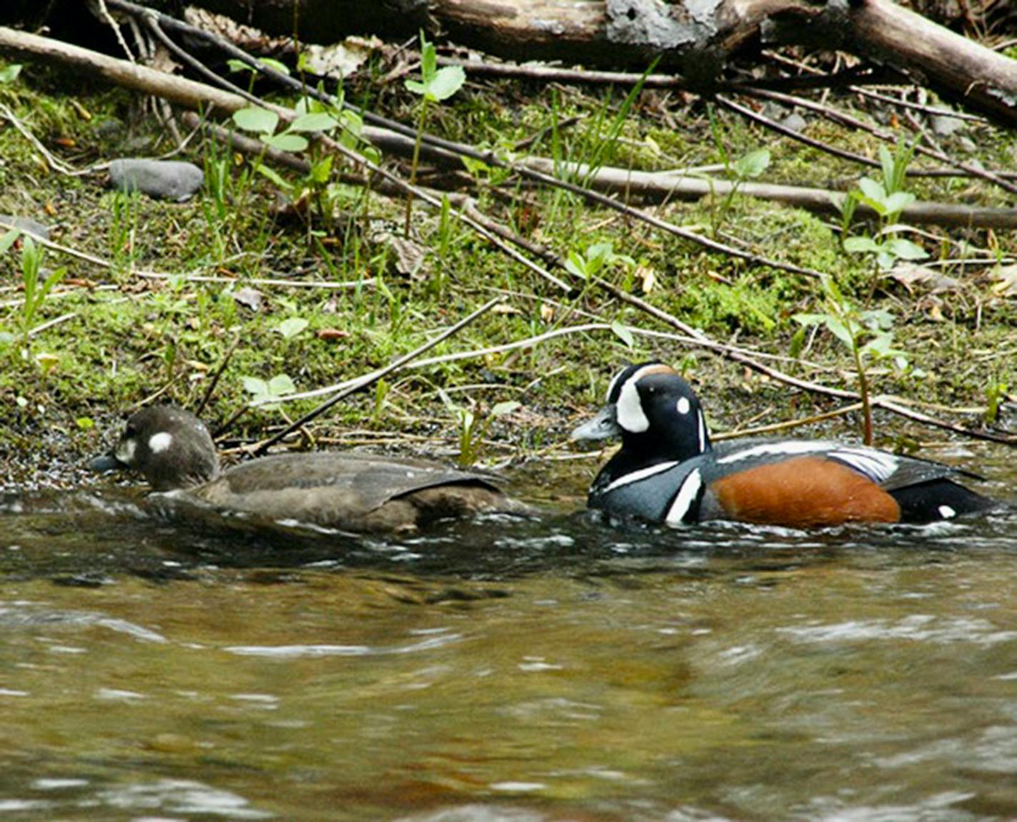 Harlequin ducks swimming