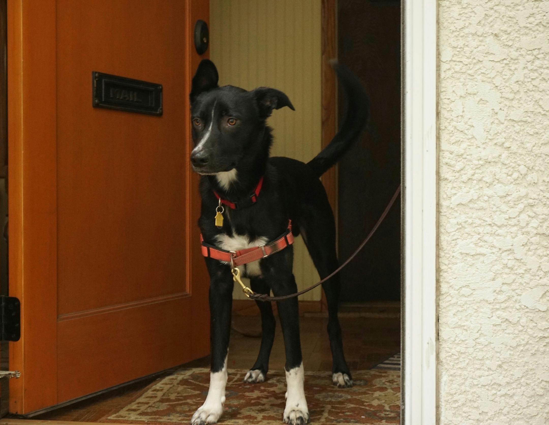 One of the ways we help Angus with impulse control is by making him wait before walks — with the door wide open.