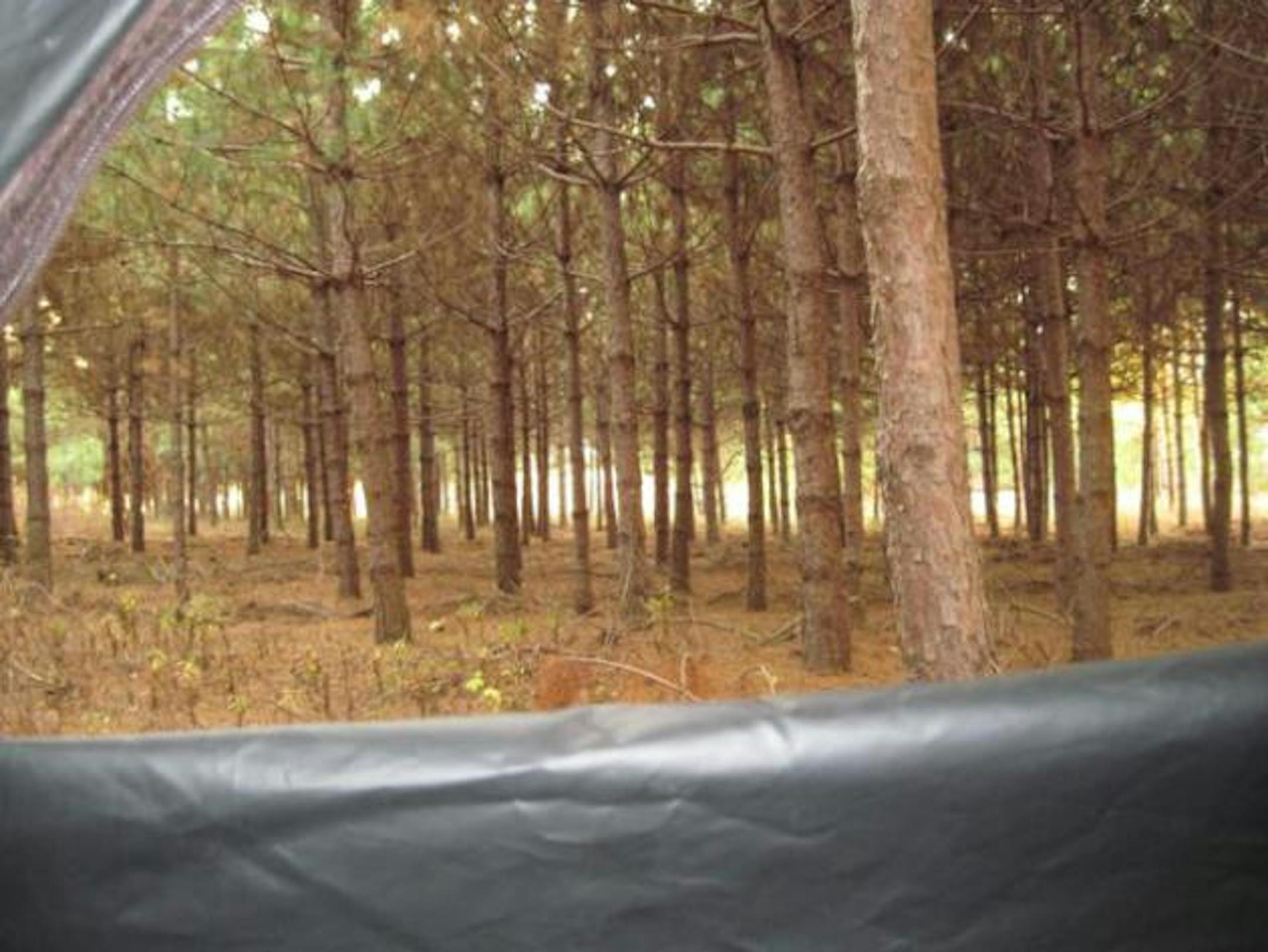 My view from the ground blind.