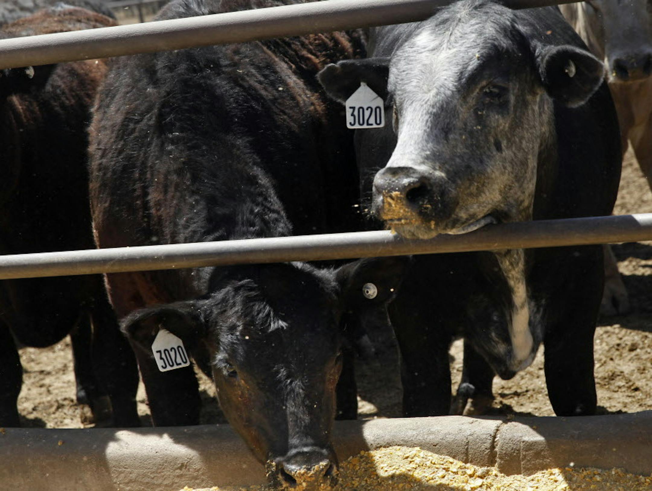 On April 30th, 2014 at the Cargill feedlot in Dalhart, Texas, the steers and heifers are given silage that is boosted with vitamins .]richard.tsong-taatarii/rtsong-taatarii@startribune.com