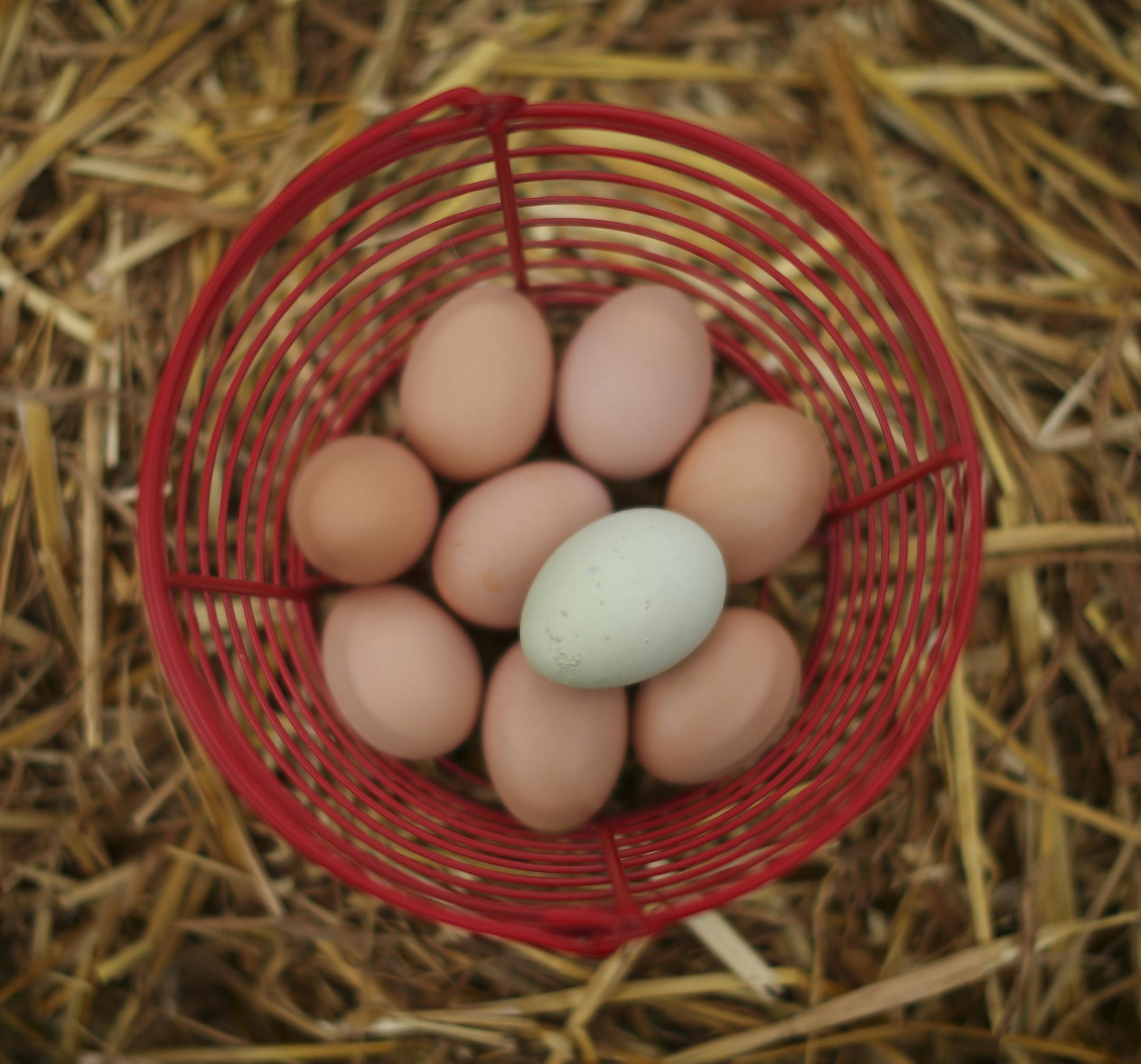 A basket of eggs from the backyard coop of Devon Anderson and Michael McNally of Minneapolis, including a blue one laid by their Ameraucana, Cheryl. ] JEFF WHEELER • jeff.wheeler@startribune.com Chickens kept in backyard coops in Minneapolis produce an astonishing range of egg colors. These eggs were photographed Wednesday, March 16, 2016 in Minneapolis. An egg from the coop of ] JEFF WHEELER • jeff.wheeler@startribune.com Who needs to dye eggs this time of year when chickens kept