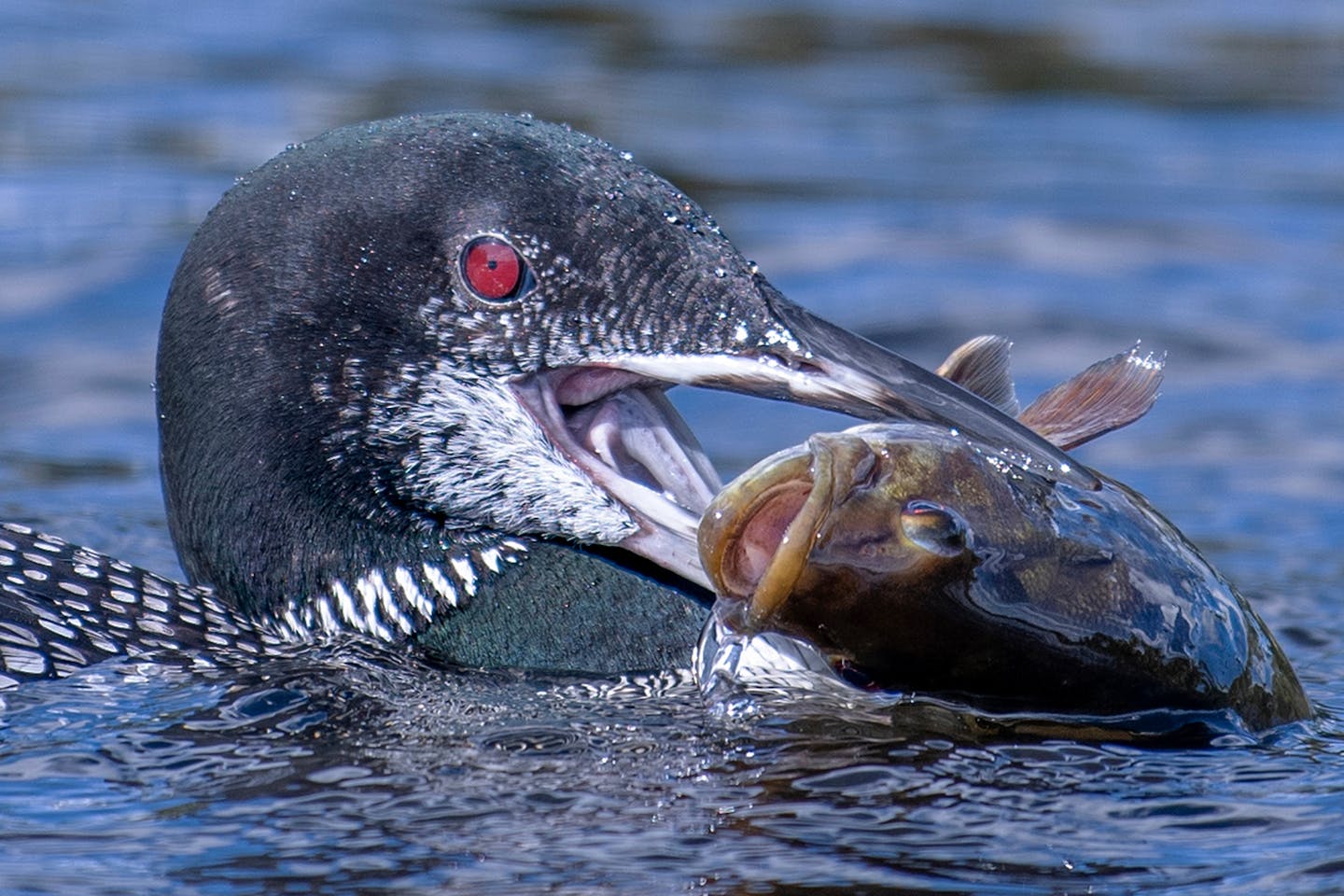 Photograph by Carol Gaupp from workshop in the Boundary Waters Canoe Area Wilderness.