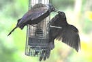 Photos by Jim Williams, special to the Star Tribune A pair of common grackles snatches up the feeder seed, quickly draining the contents.