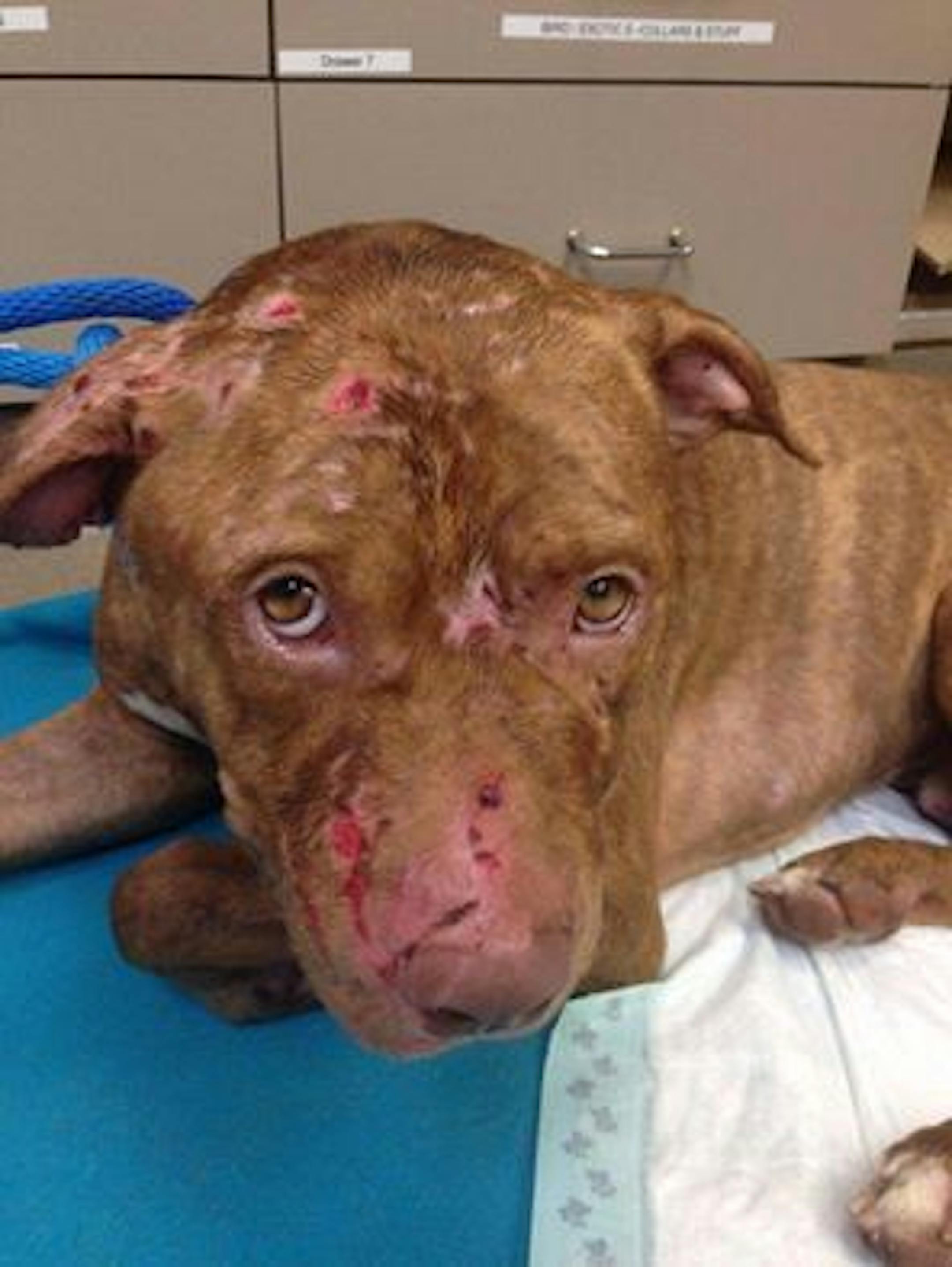 Warrior, a male pit-bull type dog, was found badly injured Aug. 20 near Battle Creek Regional Park. Advocates and authorities are looking into whether he may have been part of a dog fighting ring. Photo courtesy of Natalie Wicker ORG XMIT: rv7WOutcuwmPVnOHWwNo
