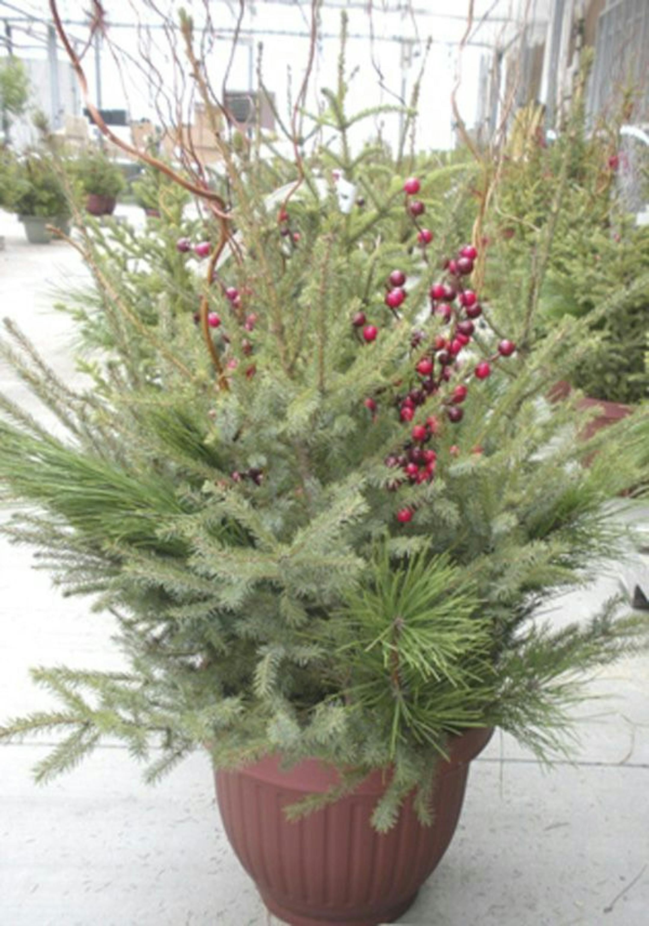 Design a spruce-top container at a Bachman's workshop.