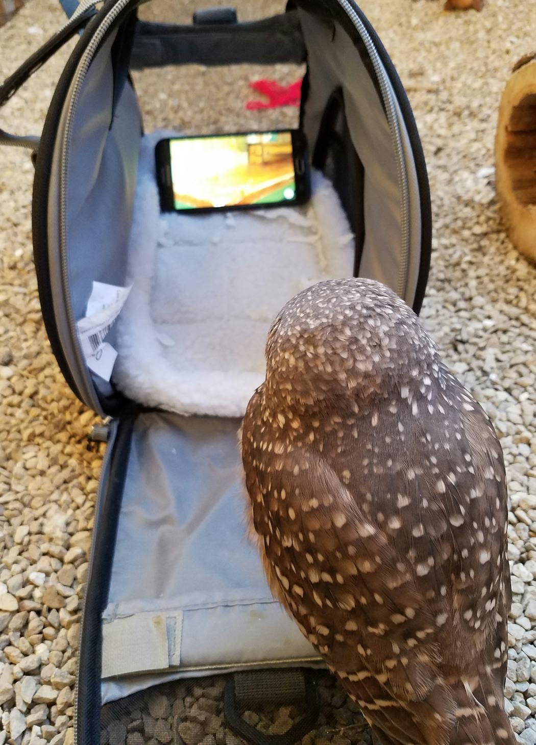 Bea the burrowing owl is drawn to videos on a cellphone as a means to entice her into her carrier.