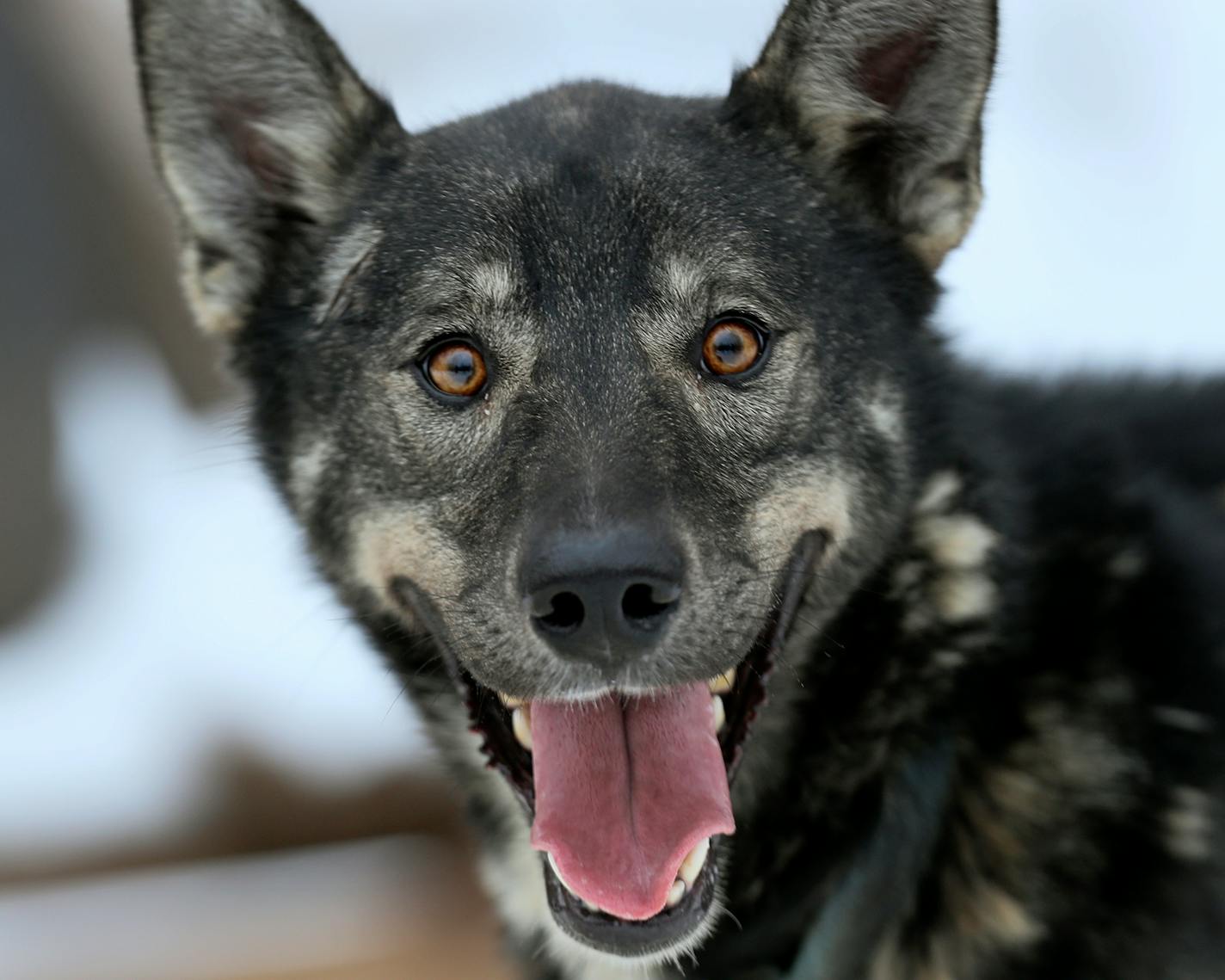 Rut - Colleen Wallin, Silver Creek Sled Dogs, handicaps her gang line and tells us what makes her dogs tick. Advancer for Beargrease Sled Dog Race. ] BRIAN PETERSON ¥ brian.peterson@startribune.com
Two Harbors, MN 12/18/2017