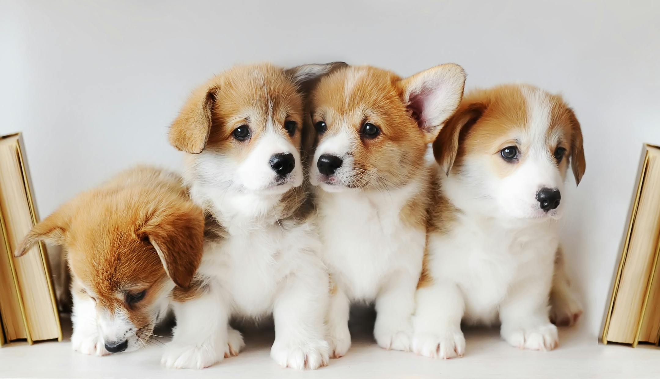 They're all so cute: How can you choose?