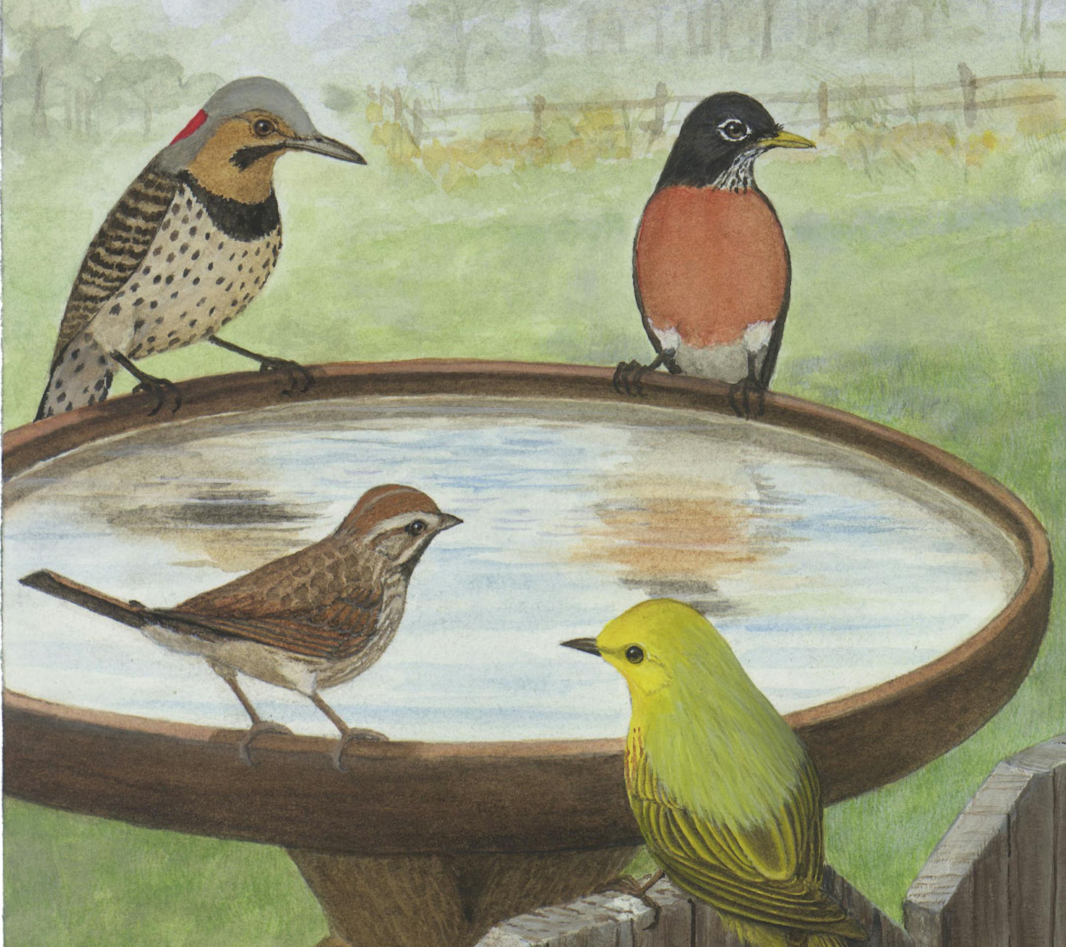 Northern Flicker, American Robin, Yellow Warbler, and Song Sparrow, with bird bath. Illustration art by Star Tribune artist David Silk.