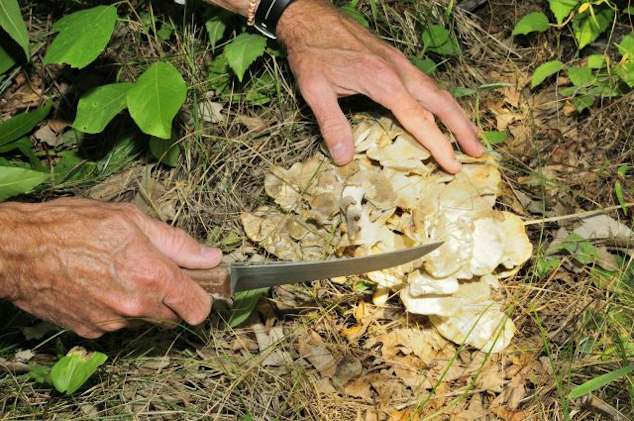 Hen of the woods mushrooms are so named because they resemble a hen chicken on a nest. The large wild mushrooms can be found now through October.