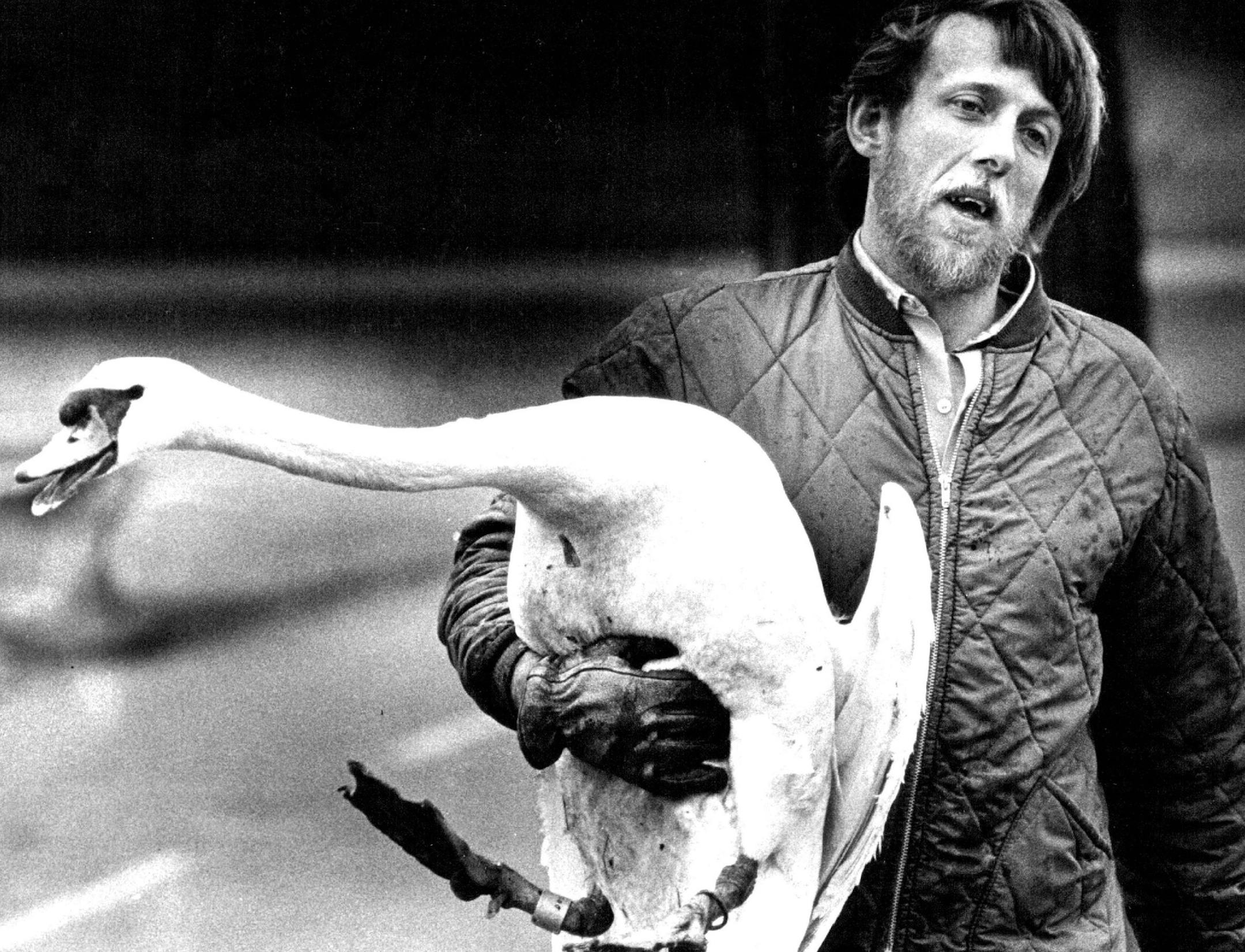 March 26, 1981 Swan let at Como Lake Swans were let go in Como Lake Thurs. Morning and all were happy to in the water but one ... he got loose and headed for the Golf Course ... only to be chased and hearded back to the truck and the other side of the Lake where the rest of his herd were. The chaser and catcher is: Thomas Hedlund ... Zookeeper Como Zoo. March 27, 1981 Stormi Greener, Minneapolis Star Tribune ORG XMIT: MIN2017012920583690