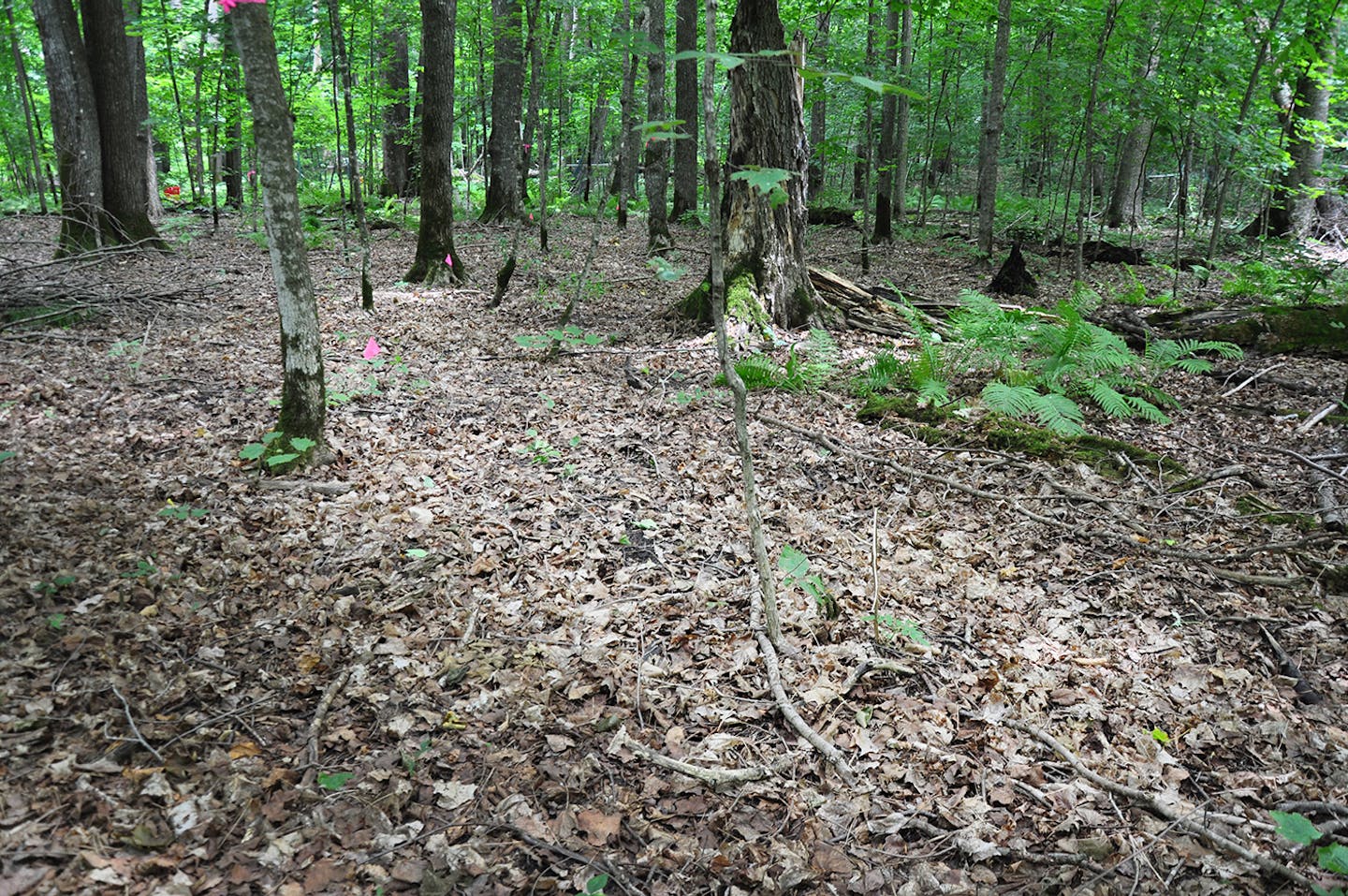 An area heavily invaded by earthworms.