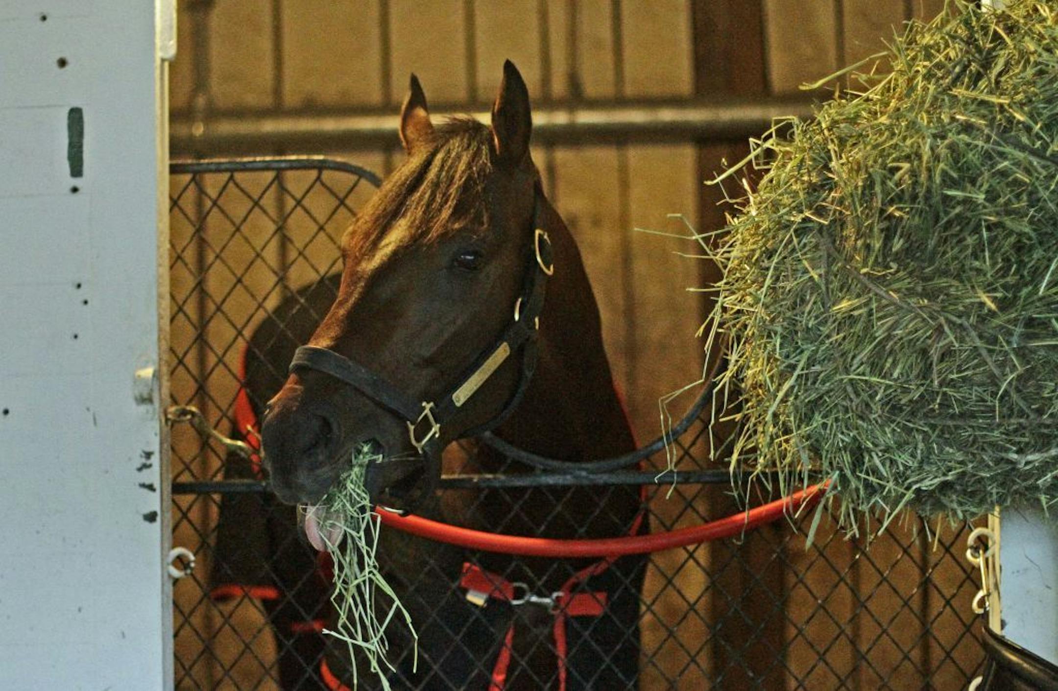 Kentucky Derby winner Orb