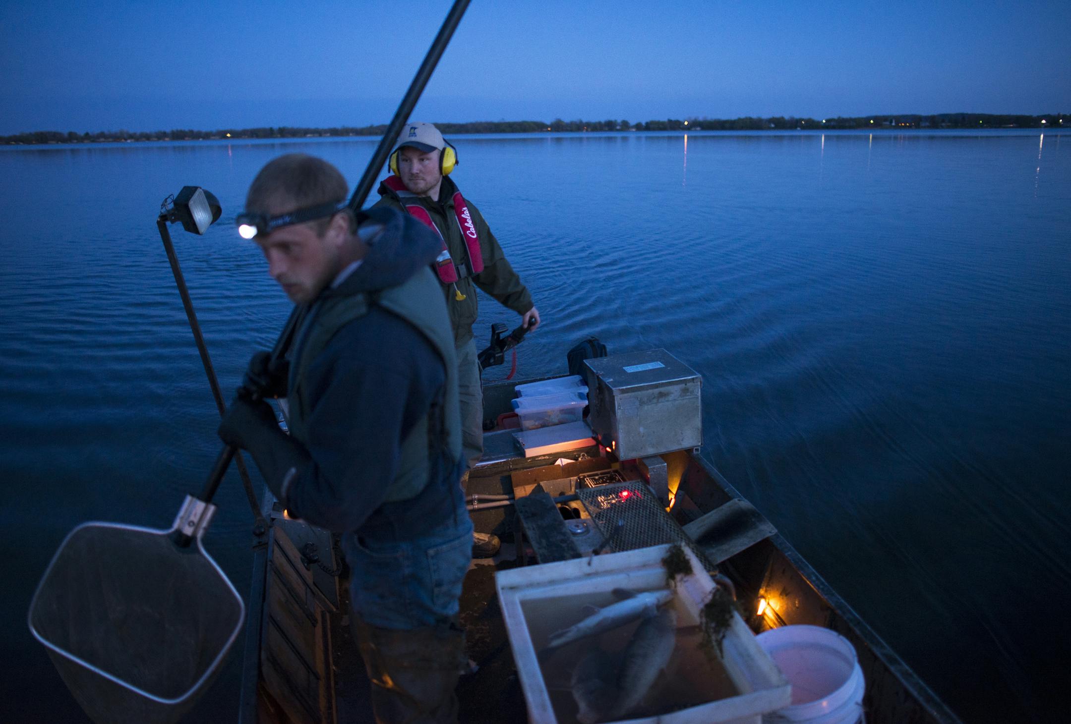 DNR fisheries research biologist Eric Katzenmeyer, right, steered a DNR electrofishing boat Tuesday night as volunteer Mitch Pulkrabek looked for stunned suckerfish to remove from the water with his net. ] (Aaron Lavinsky | StarTribune) aaron.lavinsky@startribune.com By the middle of this century, two-thirds of Minnesota's lakes will be too warm for cold water tulibee, the rich fatty fish that walleye and other game fish need to eat. The same is true for lake trout, burbot and other cold-water f