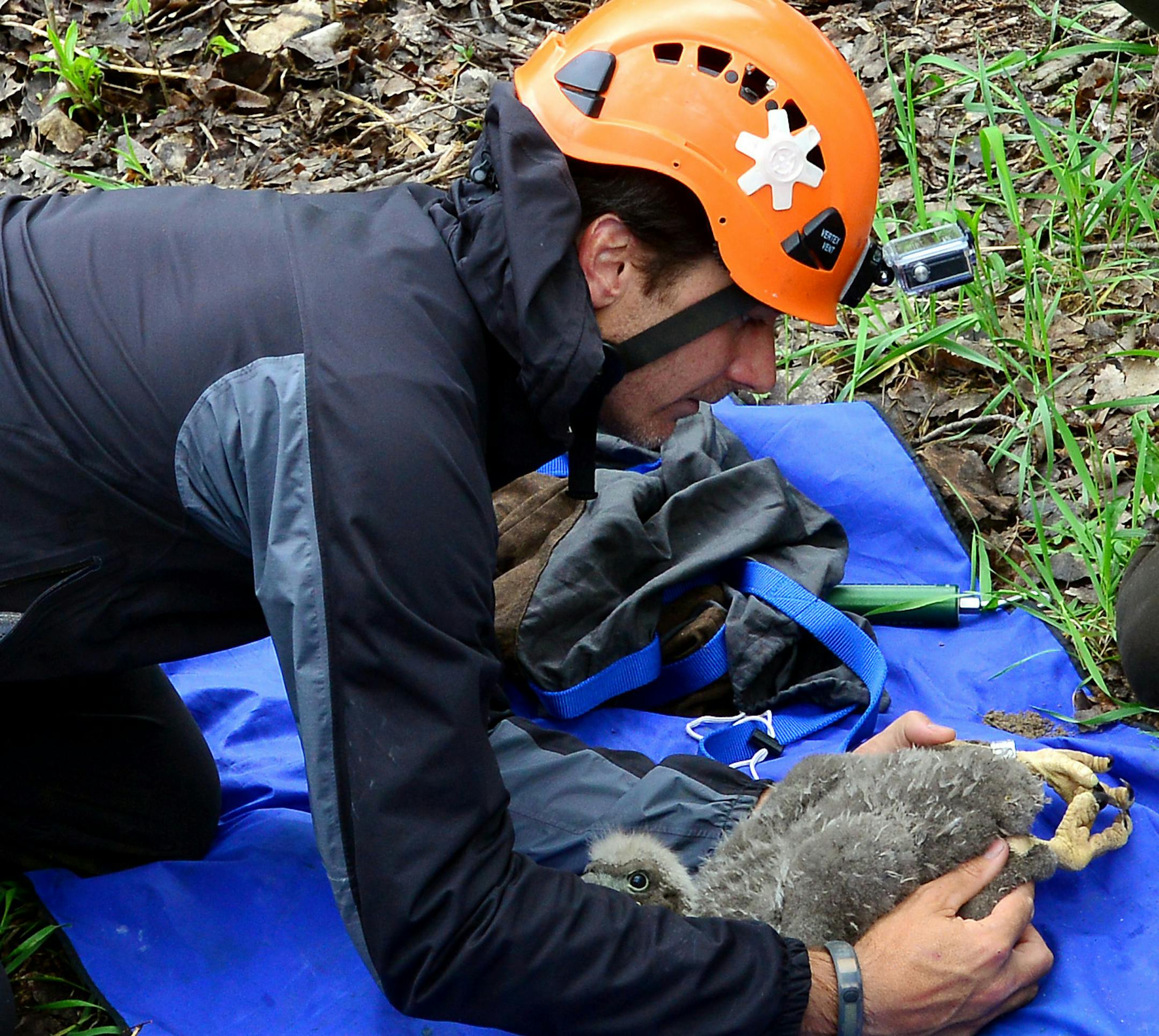he National Park Service is collecting blood and feathers from young eagles along the Mississippi River on Tuesday to measure contaminants they ingest and fitting them with leg bands so the birds can be identified if they are ever captured again. Jim Campbell-Spickler, a "forest canopy biologist," climbed a tree and collected a 4-week old eagle for the sample. Because the eagle was too young to draw blood, the eagle was measured and weighed and returned safely to its nest. ] SHARI GROSS/STAR TRI