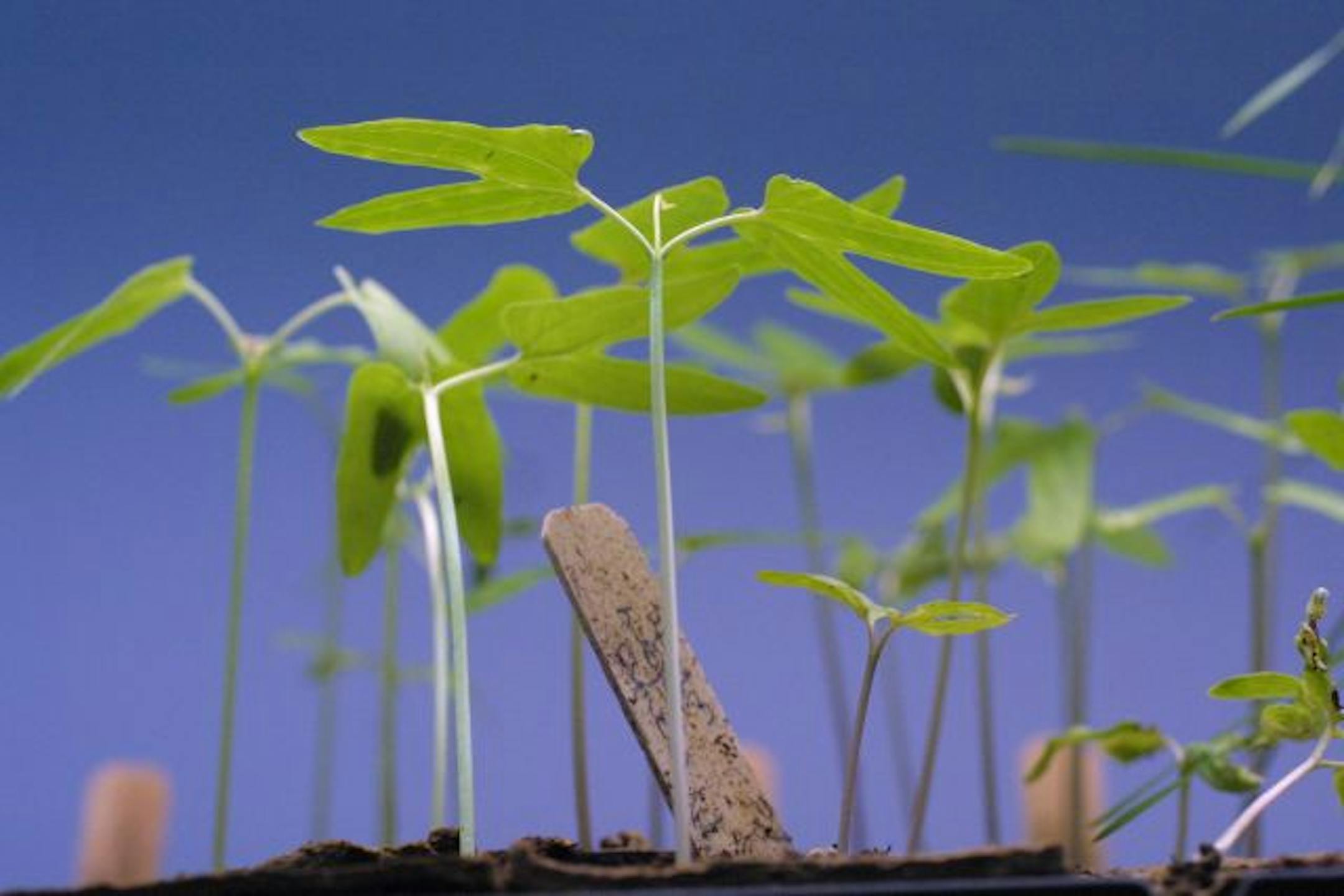 The steps from seedlings to salad