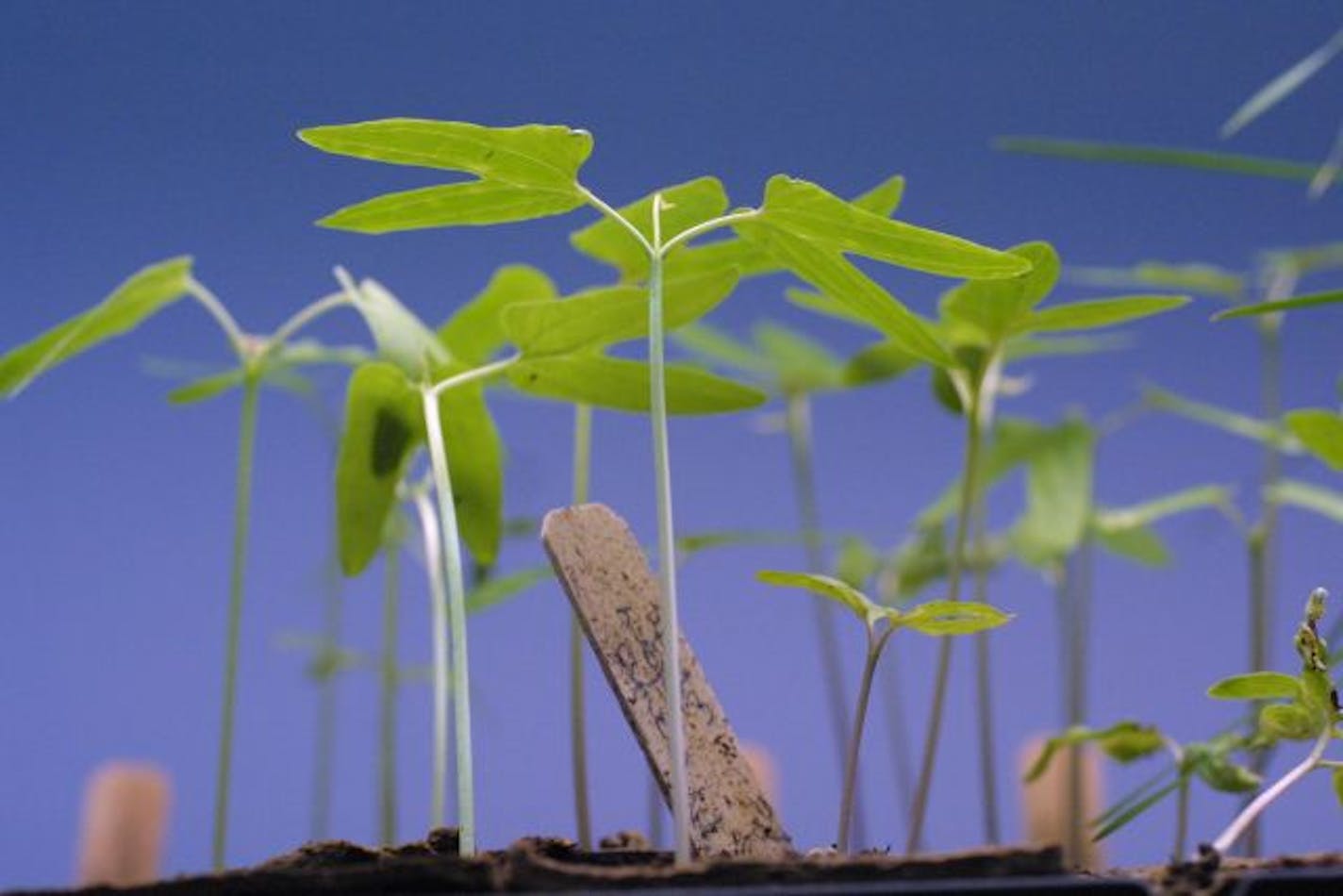 The steps from seedlings to salad