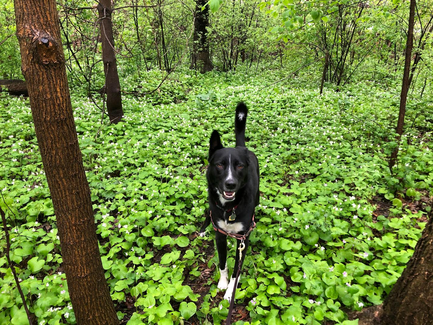 Angus is happier when he is given a lot of space.