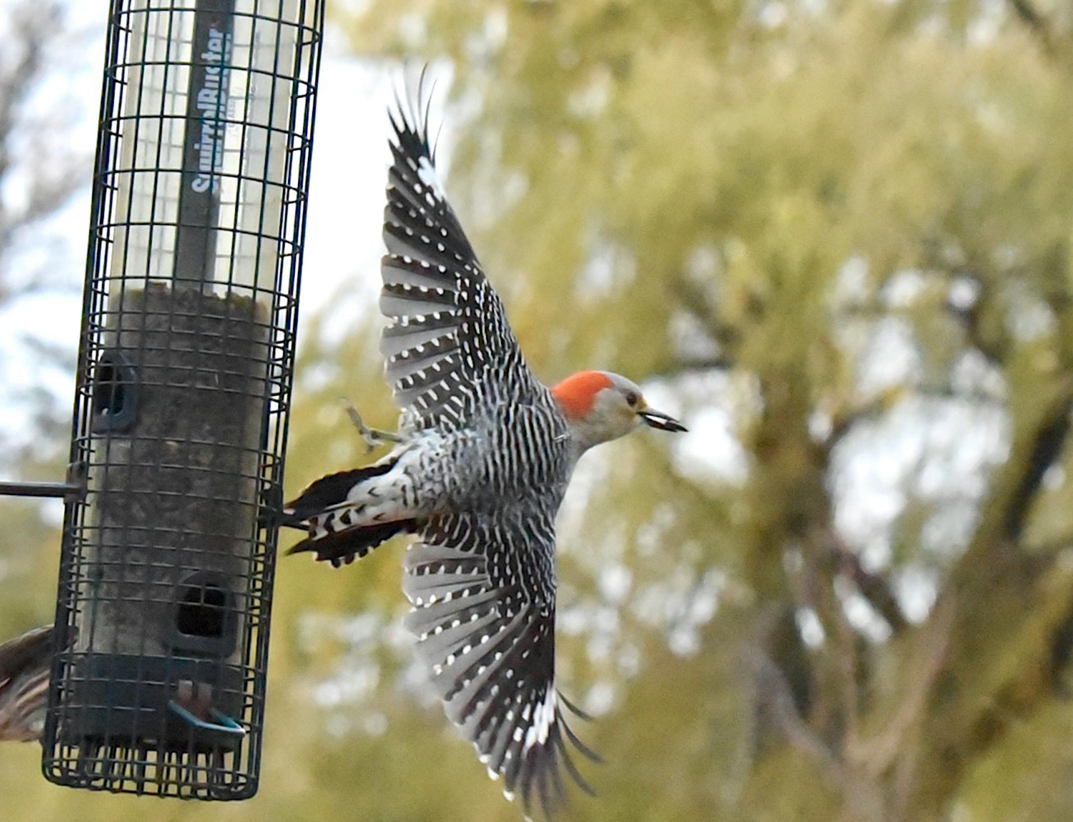 The namesake red belly isn't the bird's most noticeable feature. Jim Williams photo