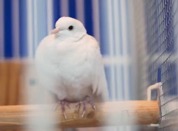 When doves die: Prince's longtime pet Divinity passes at Paisley Park