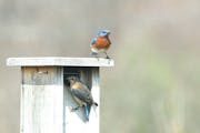 A pair of Eastern bluebirds get ready to nest. Jim Williams photo