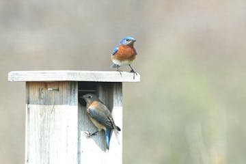 A pair of Eastern bluebirds get ready to nest. Jim Williams photo