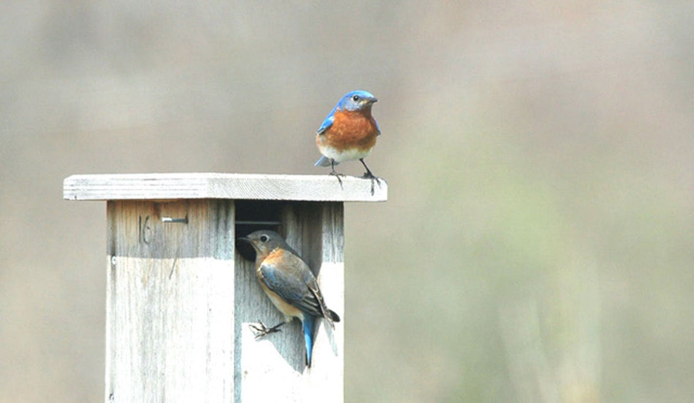 A pair of Eastern bluebirds get ready to nest. Jim Williams photo