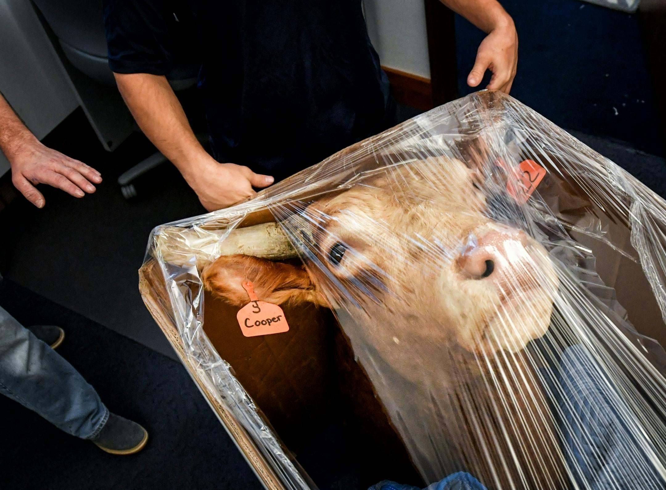 Republican Senator Julie Rosen's mounted bull Cooper was very gently removed from her office in the state Office Building and carefully wrapped for the trip across the street to her new office in the Senate Office Building. The movers from Alexander's Mobility Services are Tyler Nowak, left and Michael Scott, right.