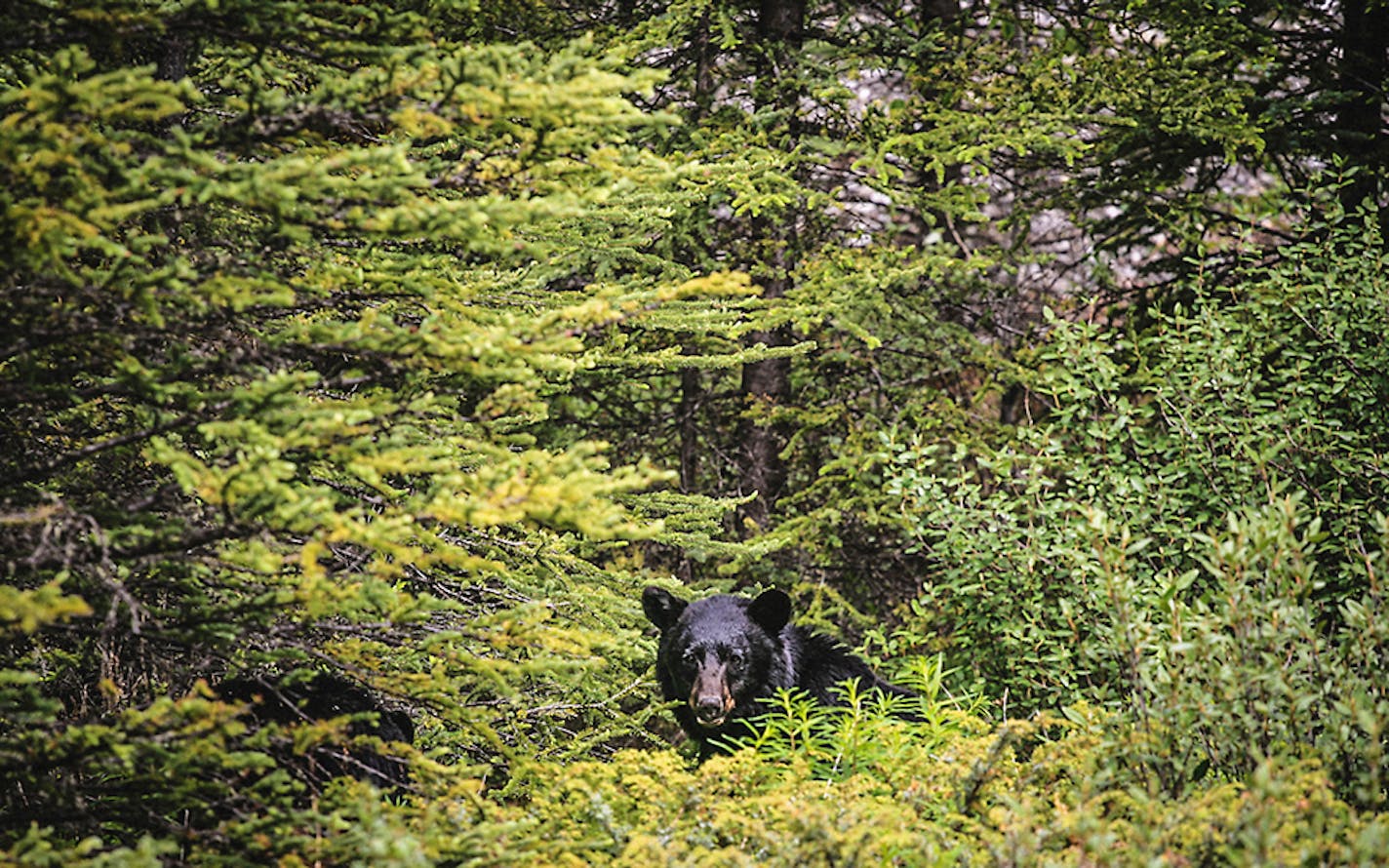 Black bear