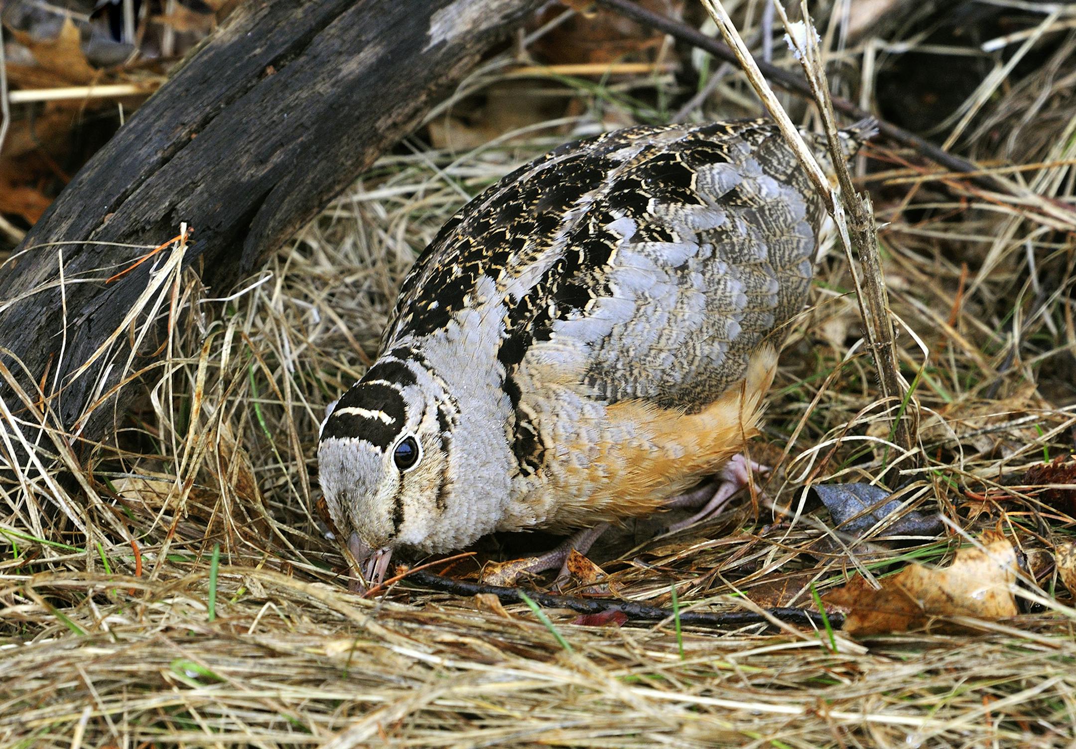 ONETIME USE: 01262-018.06 American Woodcock: A well camouflaged woodcock is probing for earthworms on the forest floor. Food, feed, survive, aspen.