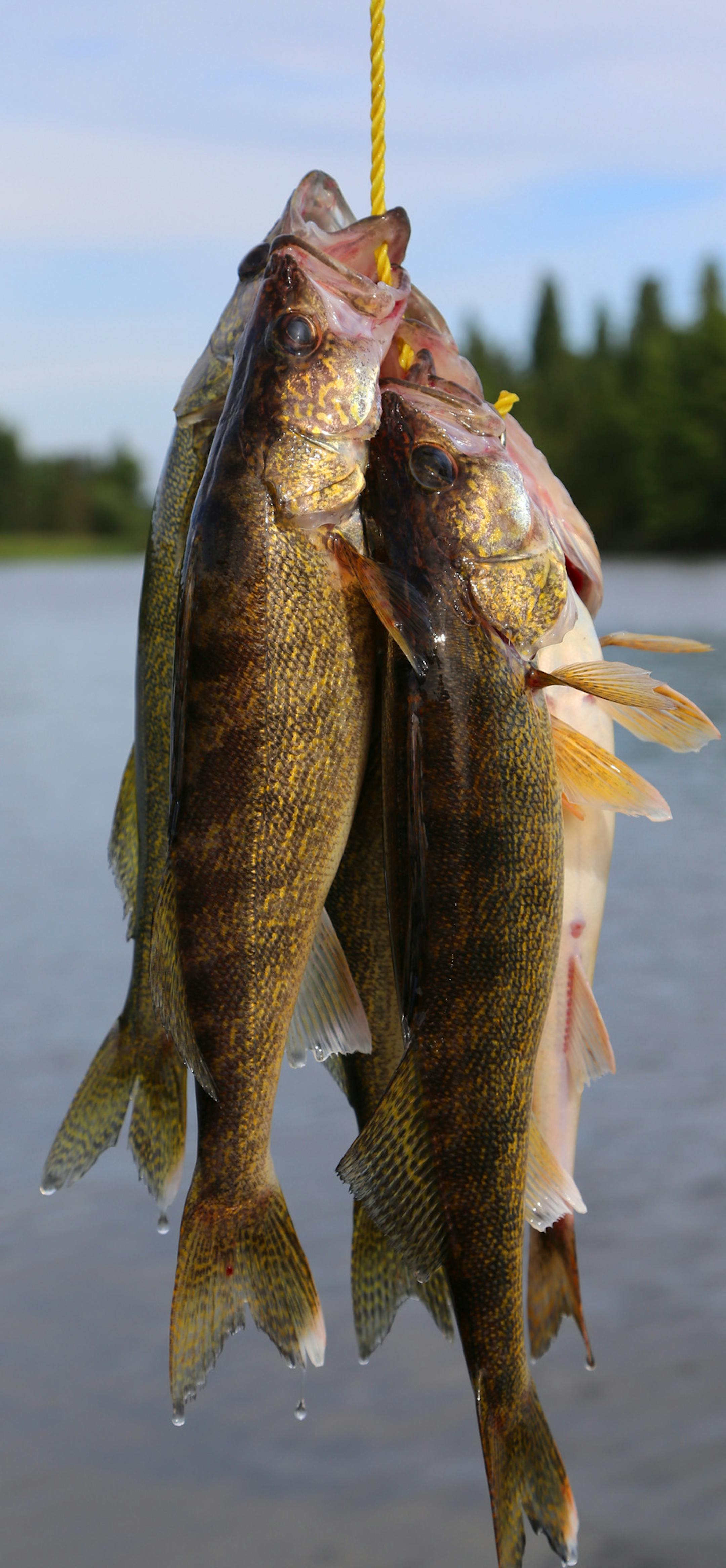 Walleye Watch: Some time next month, Minnesotans will get a Mille Lacs walleye report card from Dr. Chris Vandergoot of the U.S. Geological Survey. He’s the lead fisheries expert on an independent team of reviewers hired to delve into walleye management and strategy on Mille Lacs. Many locals believe DNR and tribal officials are being overly protective of the lake’s famous resource by imposing periodic fishing bans and catch-and-release regulations.
Photo by Dennis Anderson