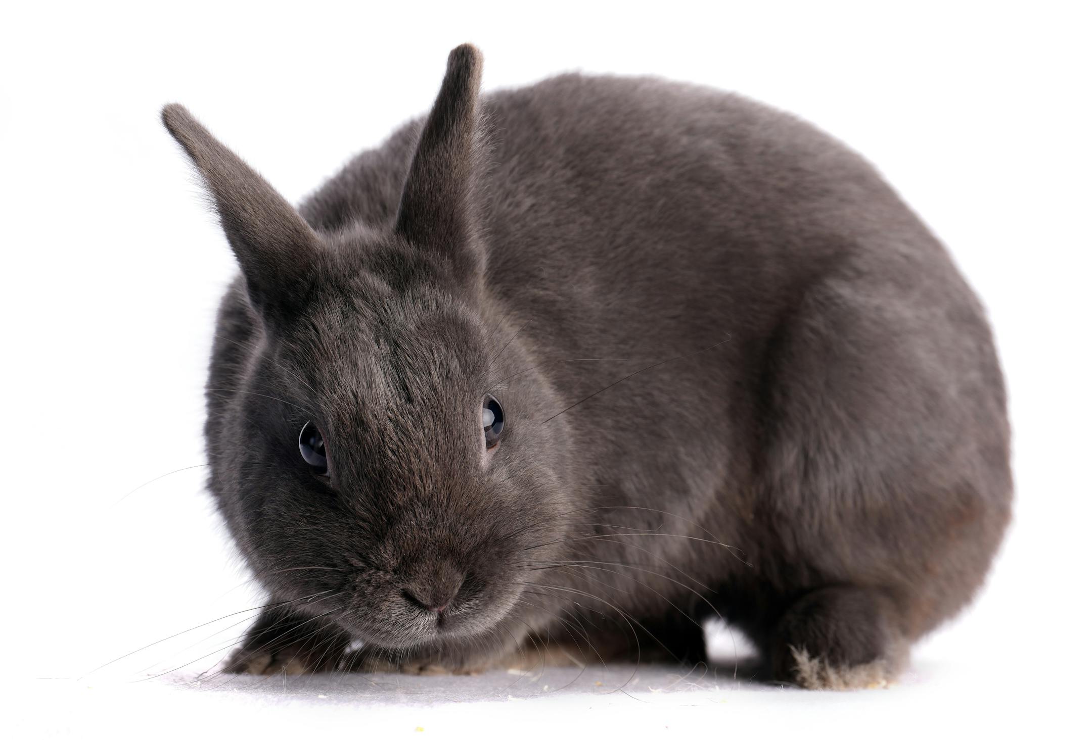 A Polish rabbit shown by Marlys Schoenhals of Isanti, Minn.