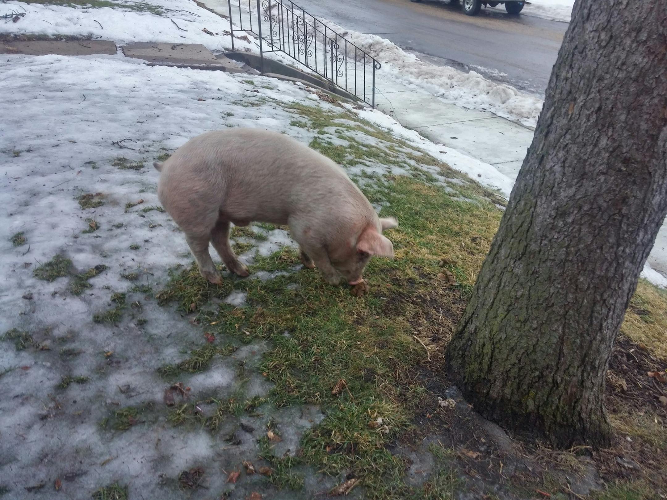 A pig was spotted wandering in a residential neighborhood in Albert Lea, Minn.